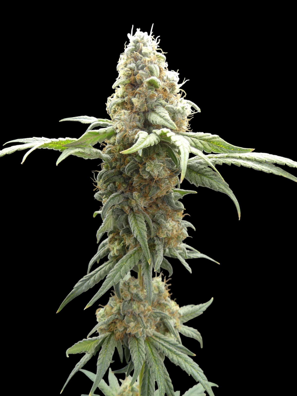 ZITRO© (Zi Melon × Mentha de Croco Fern Bx1)