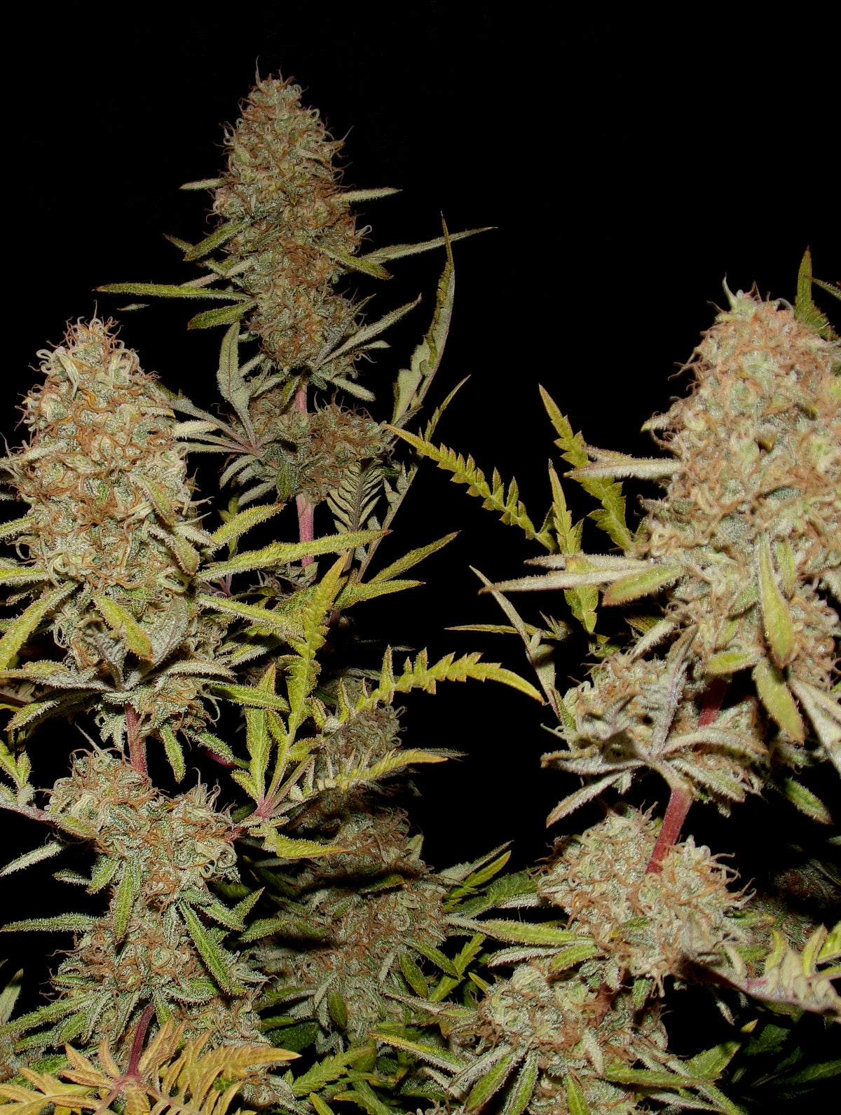 Banana Chem Freak© (Banana Punch Freak x Blueberry Vintage Freak x Mentha de Croco F3 "Fusion Raptor")
