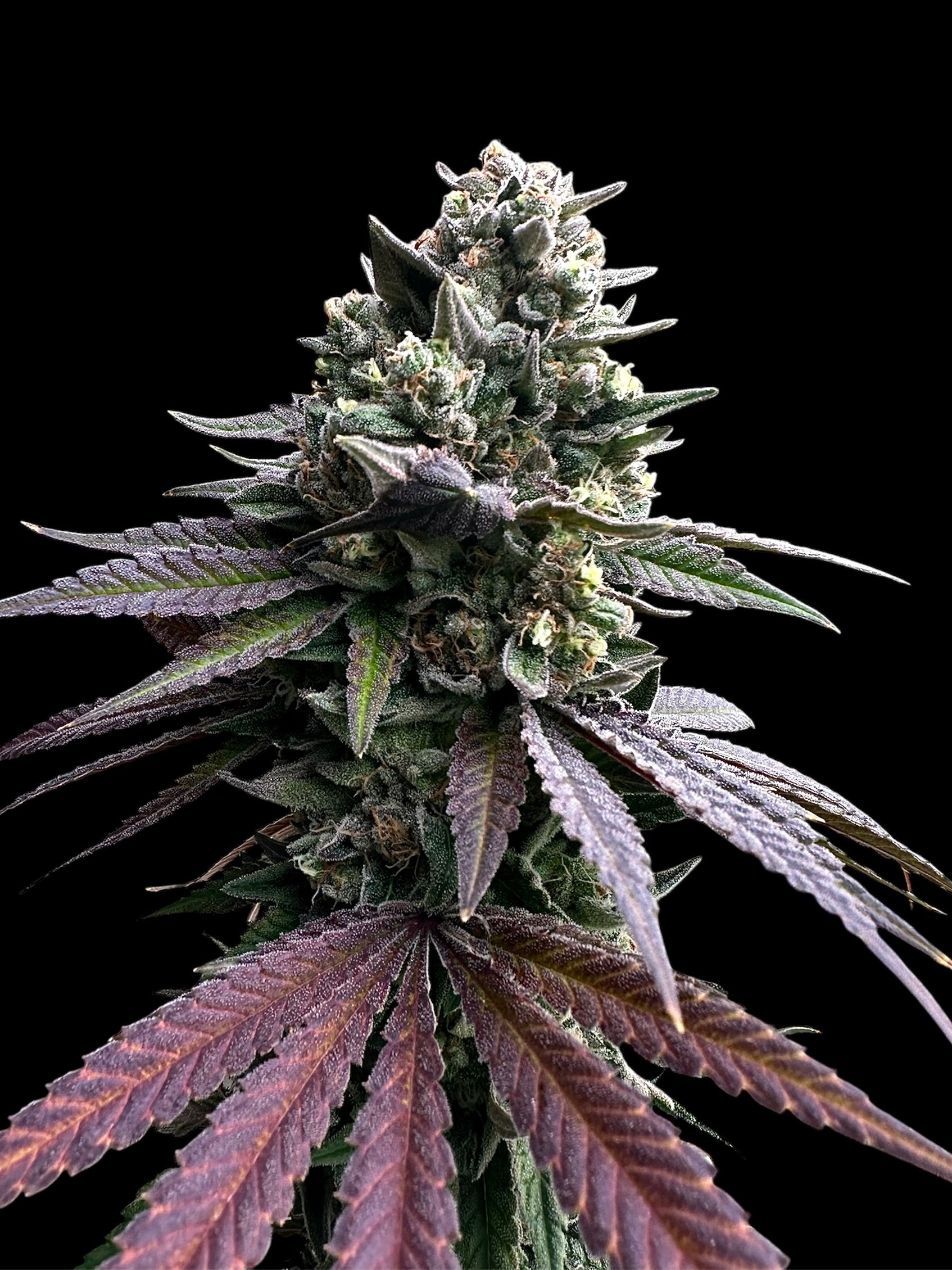 Cheddar Mintz© (Melon Cheddar x Mentha de Croco F1 "Fern-Type")
