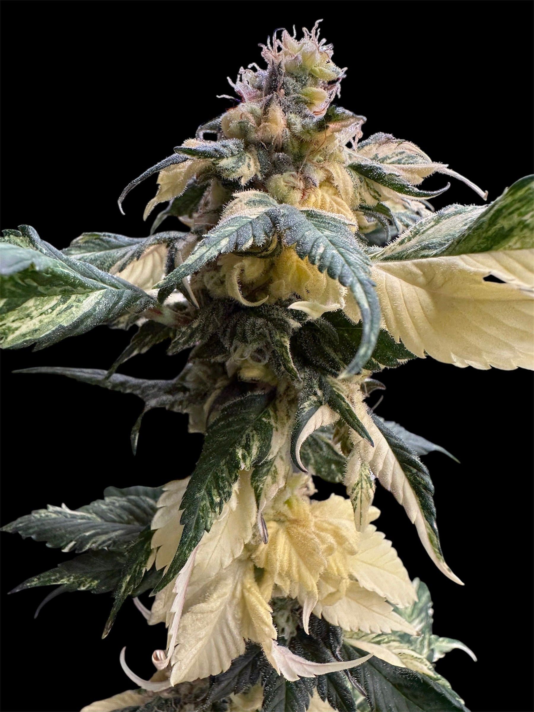 Variegated Sour GPP© (Sour GPP Variegated x (Sour Diesel Bx3 x Spicy Temptation GPP)