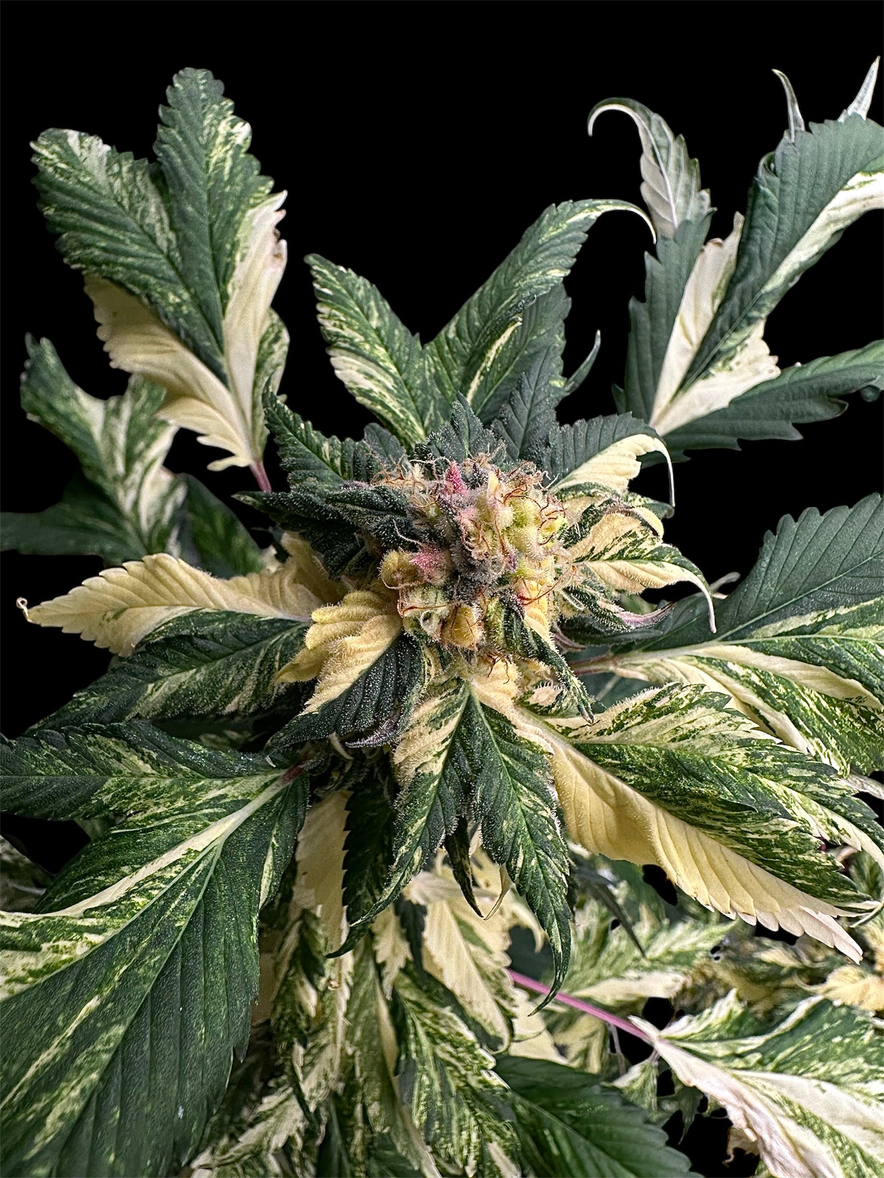 Variegated Sour GPP© (Sour GPP Variegated x (Sour Diesel Bx3 x Spicy Temptation GPP)