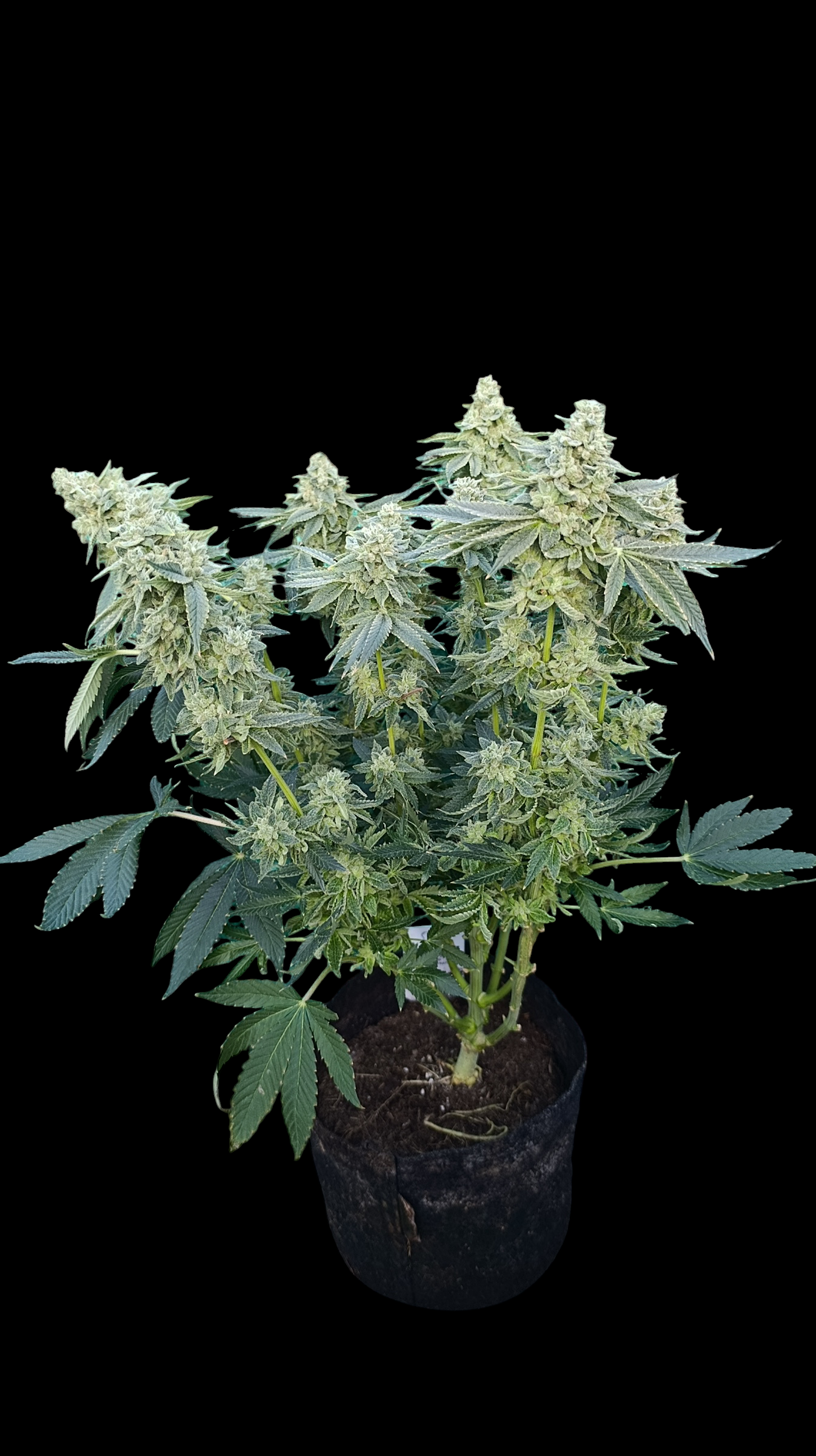 Zour MelonZ