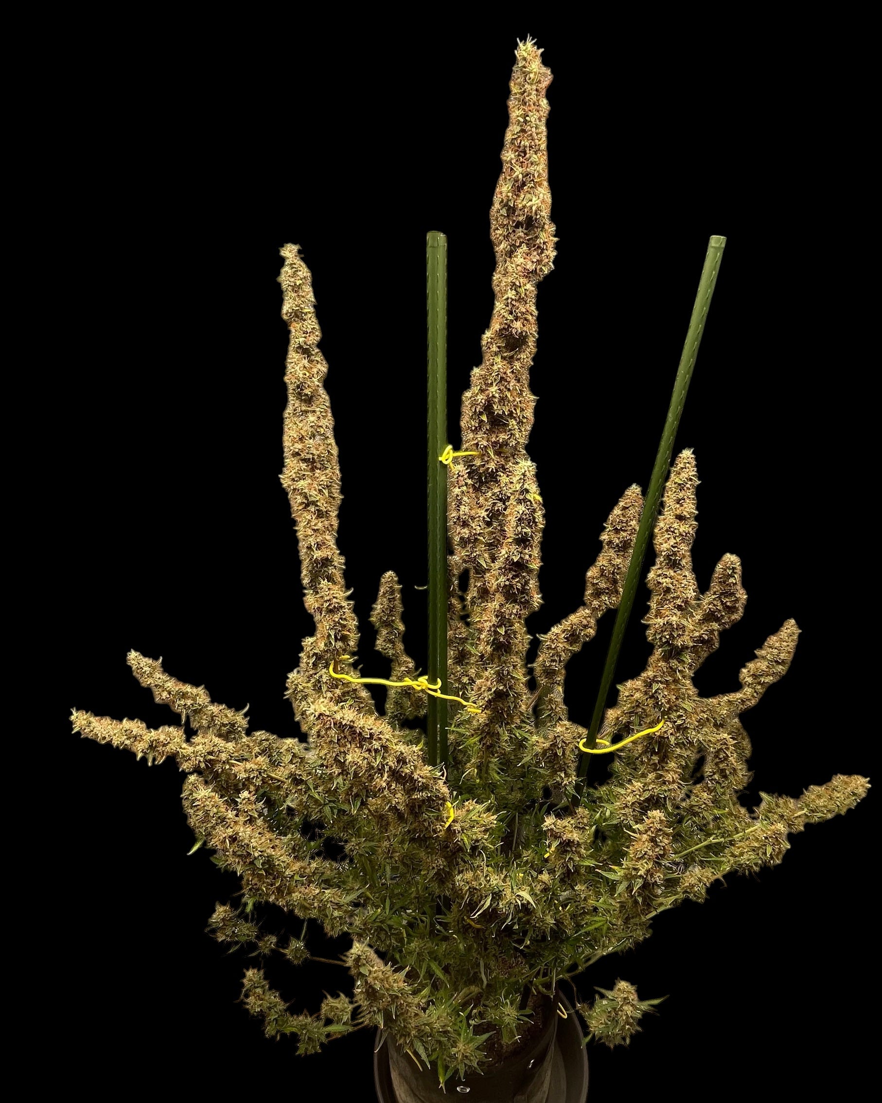 TerpyZ Punch Auto© Fem