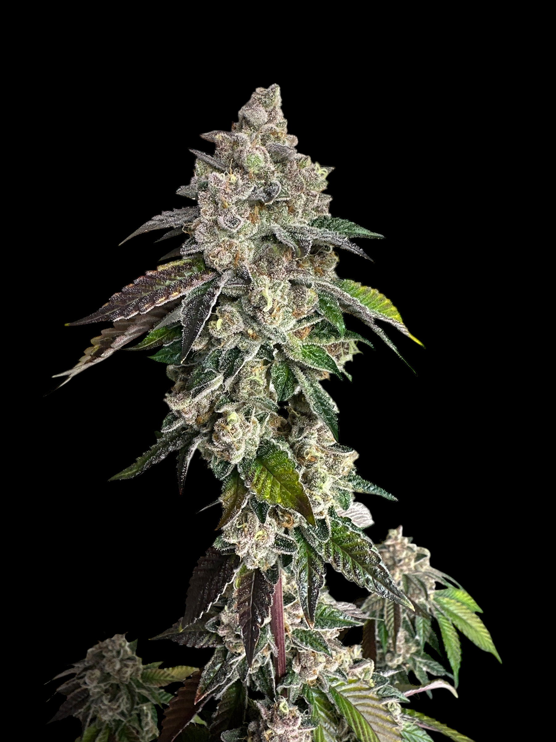 Mandarin Squeeze© (Forbidden Fruit Cake x Old Widow 90’s)