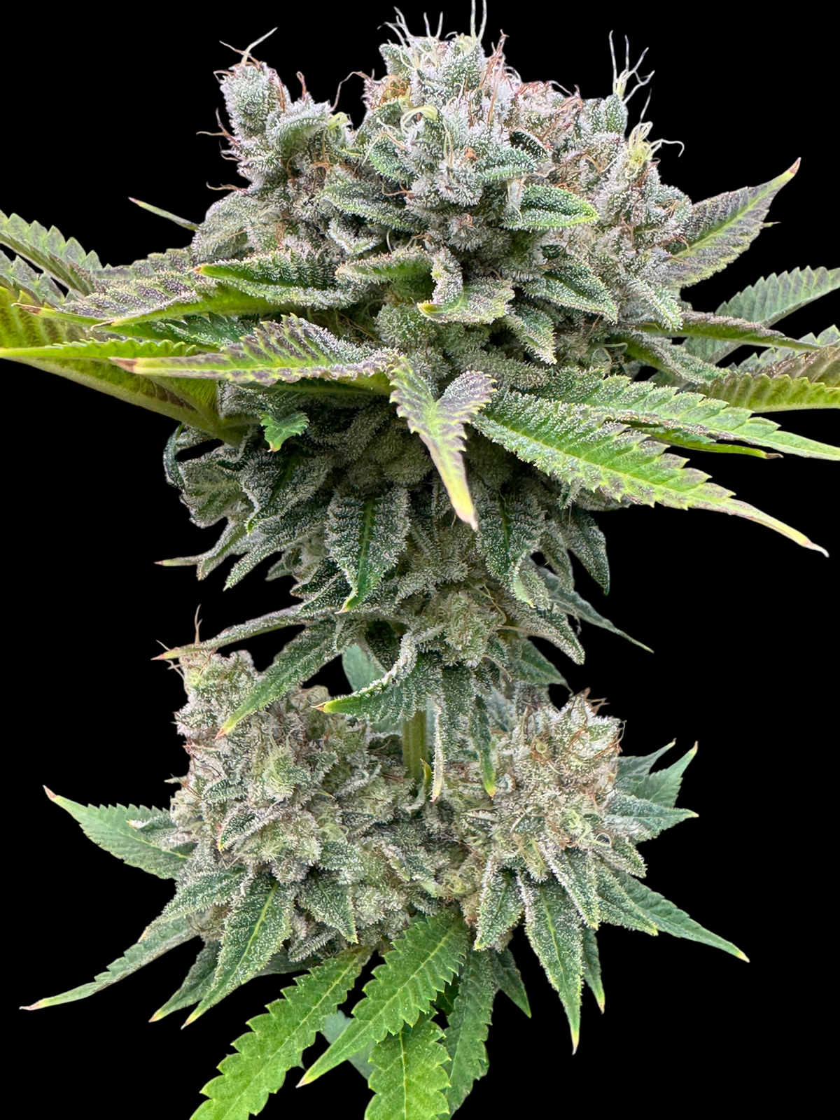 Fruit Trees© (Forbidden Fruit Cake x Mentha de Croco Bx1 Fern)