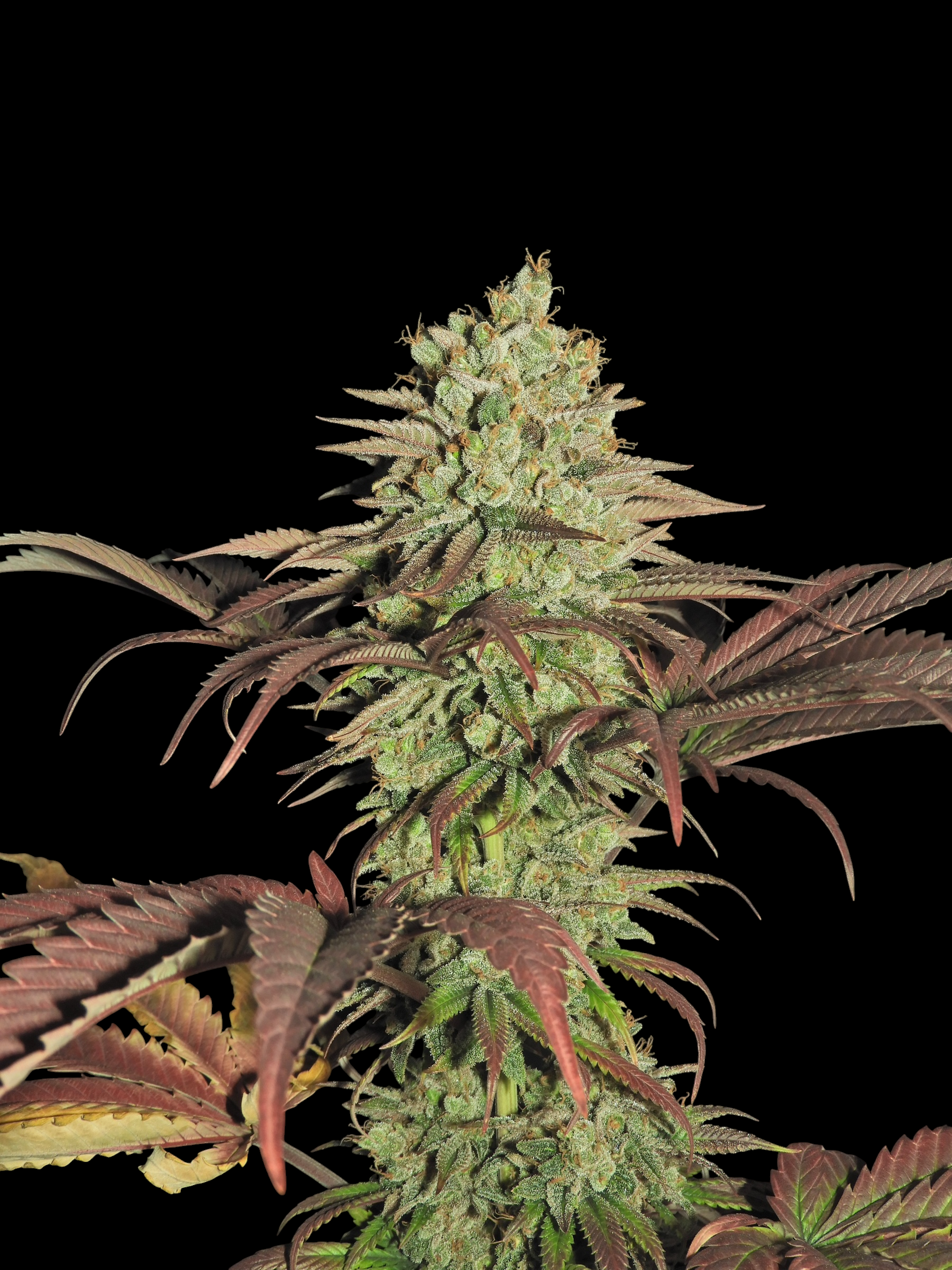 Haze D’Lux© (OG DLux Bx3 "Purple Haze Pheno" x Mentha de Croco Bx1)