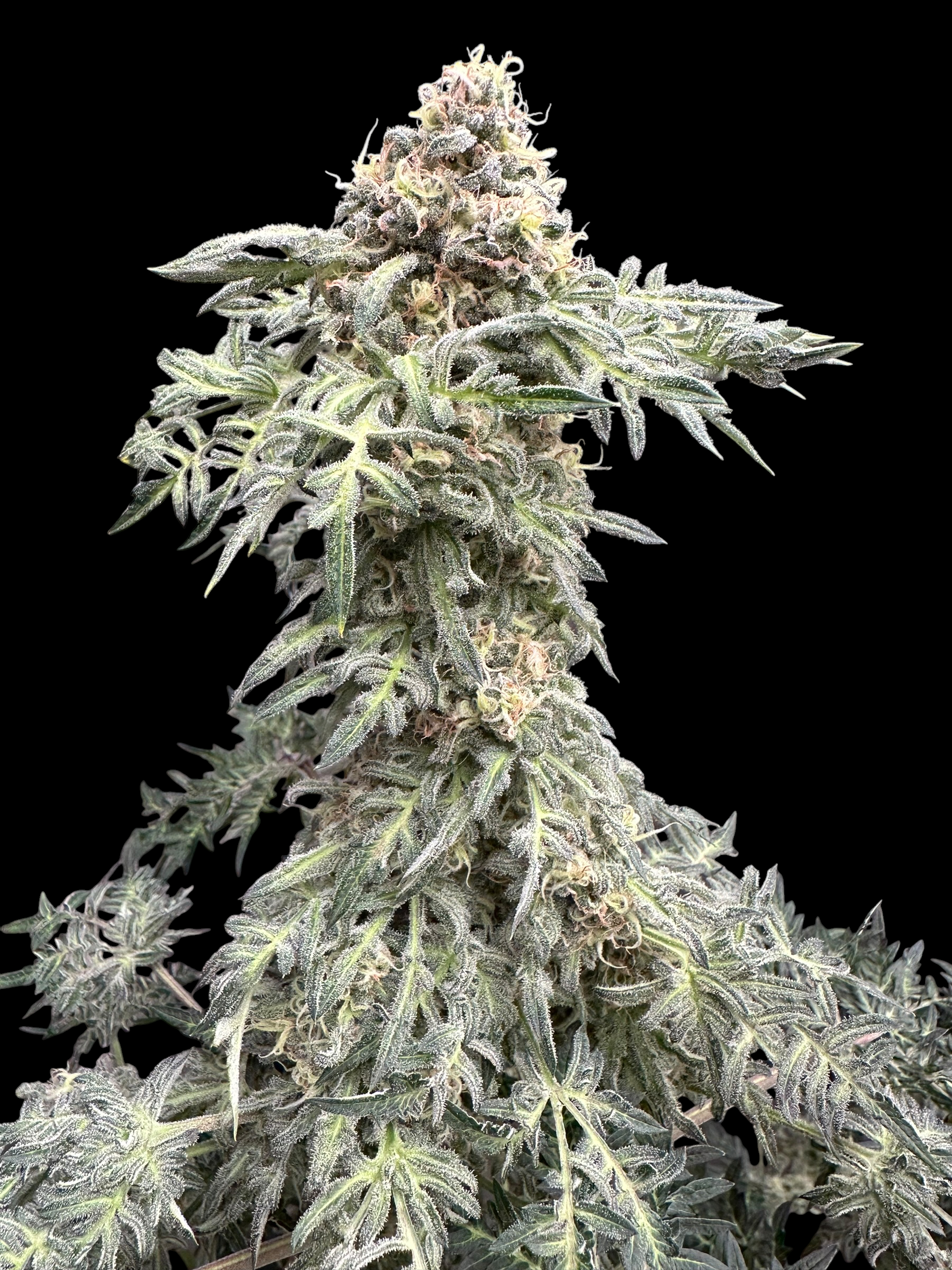 Lavender & Cheese (Shoreline x MDC) F2 x Guava Mezcal "Cheesus Christ Cut")