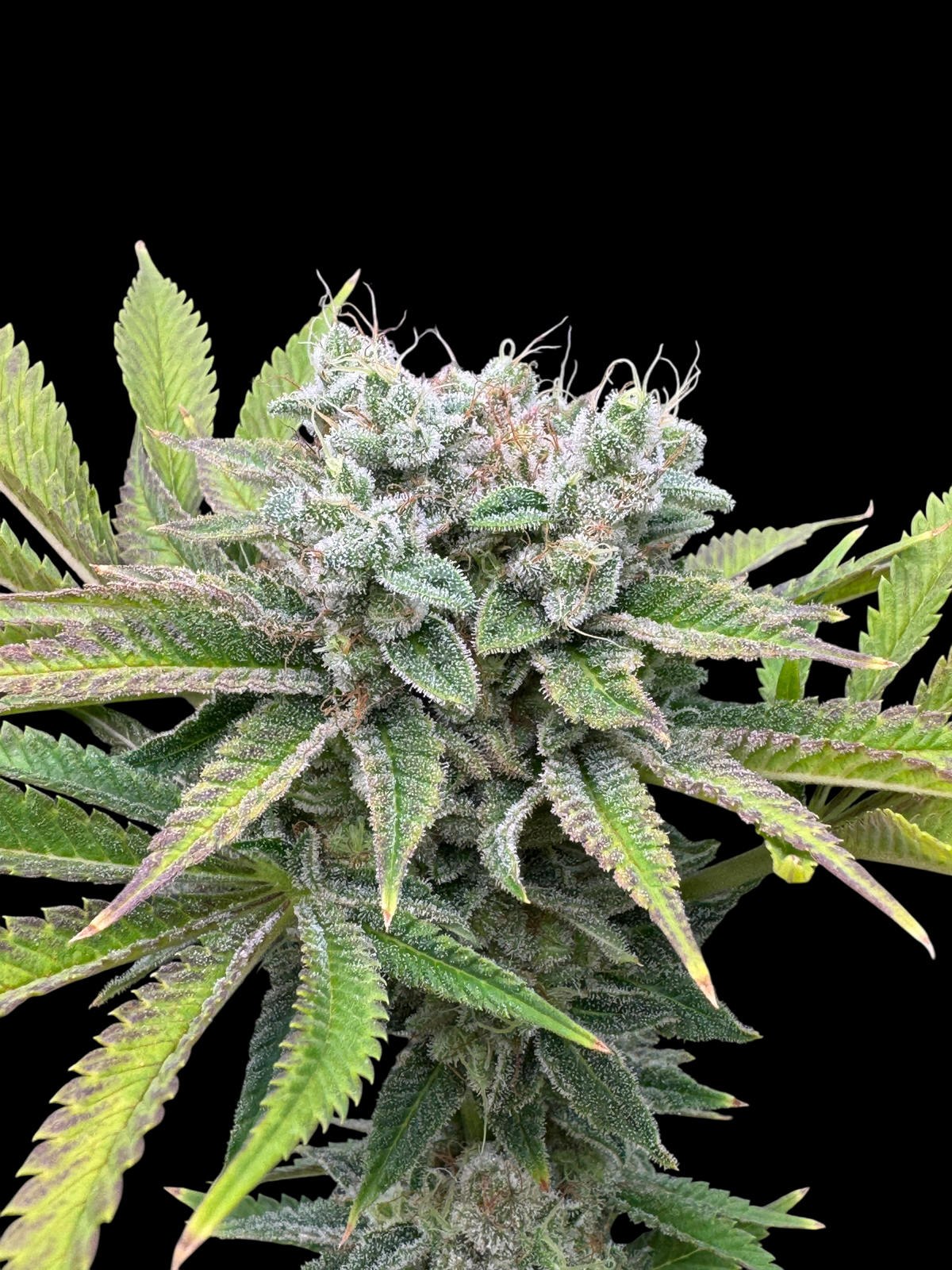 Fruit Trees© (Forbidden Fruit Cake x Mentha de Croco Bx1 Fern)