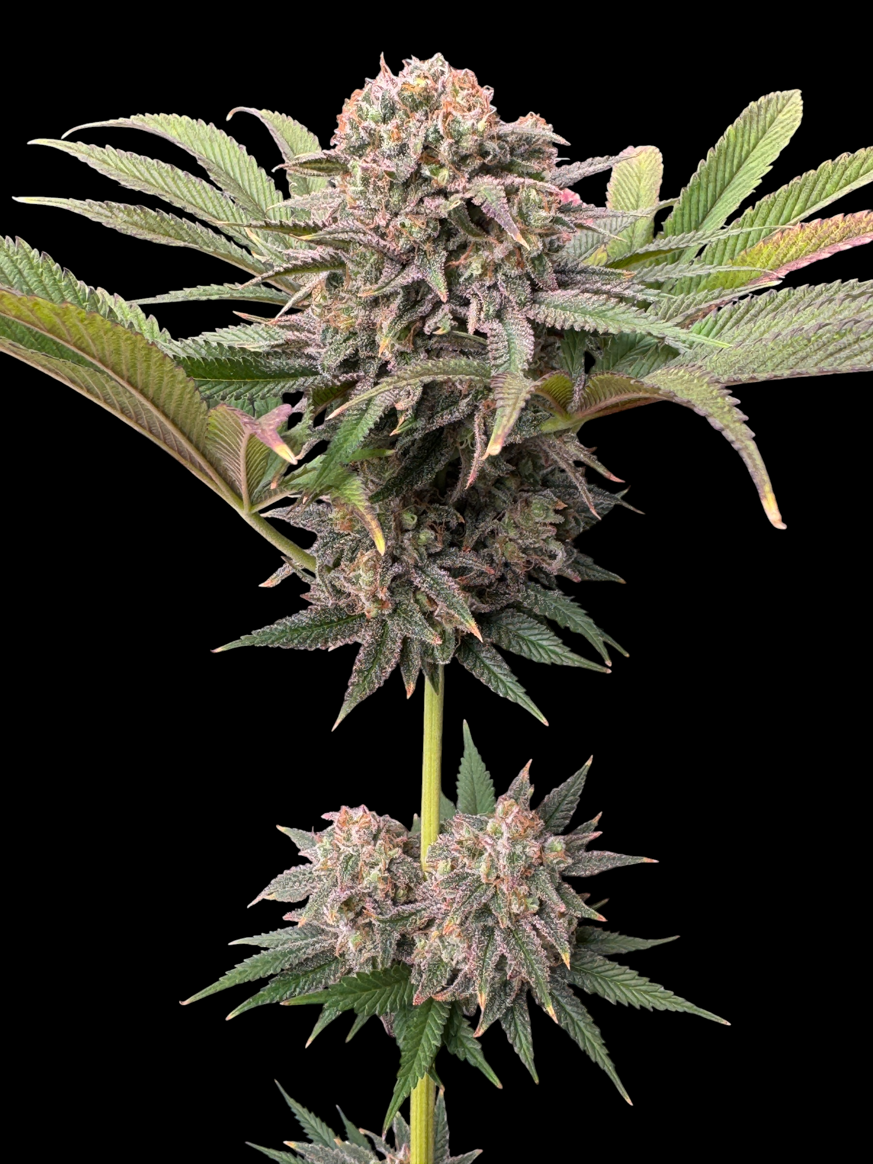 MACandarin (Forbidden Fruit Cake x (MAC x Mandarin Squeeze)