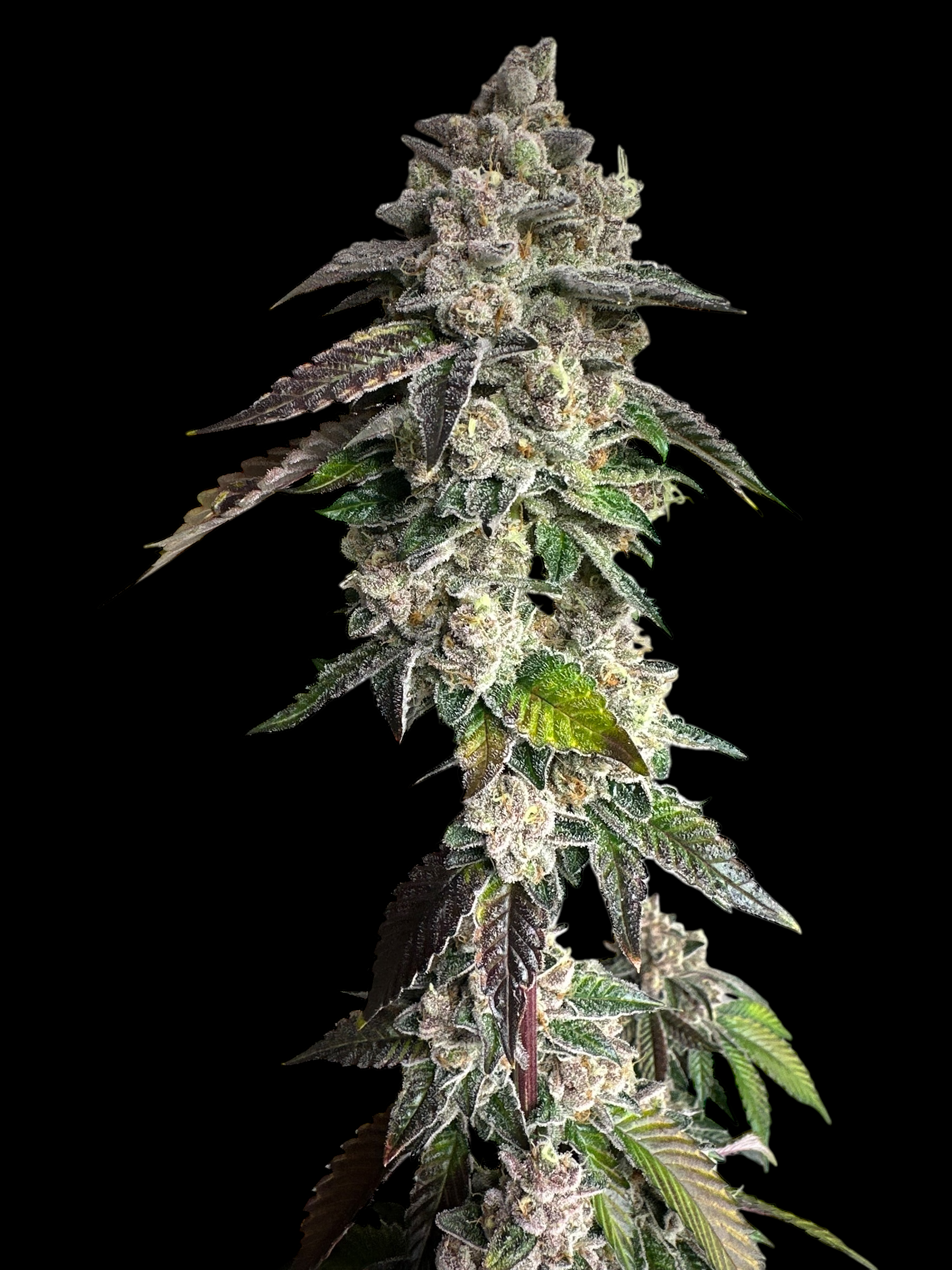 Mandarin Squeeze© (Forbidden Fruit Cake x Old Widow 90’s)