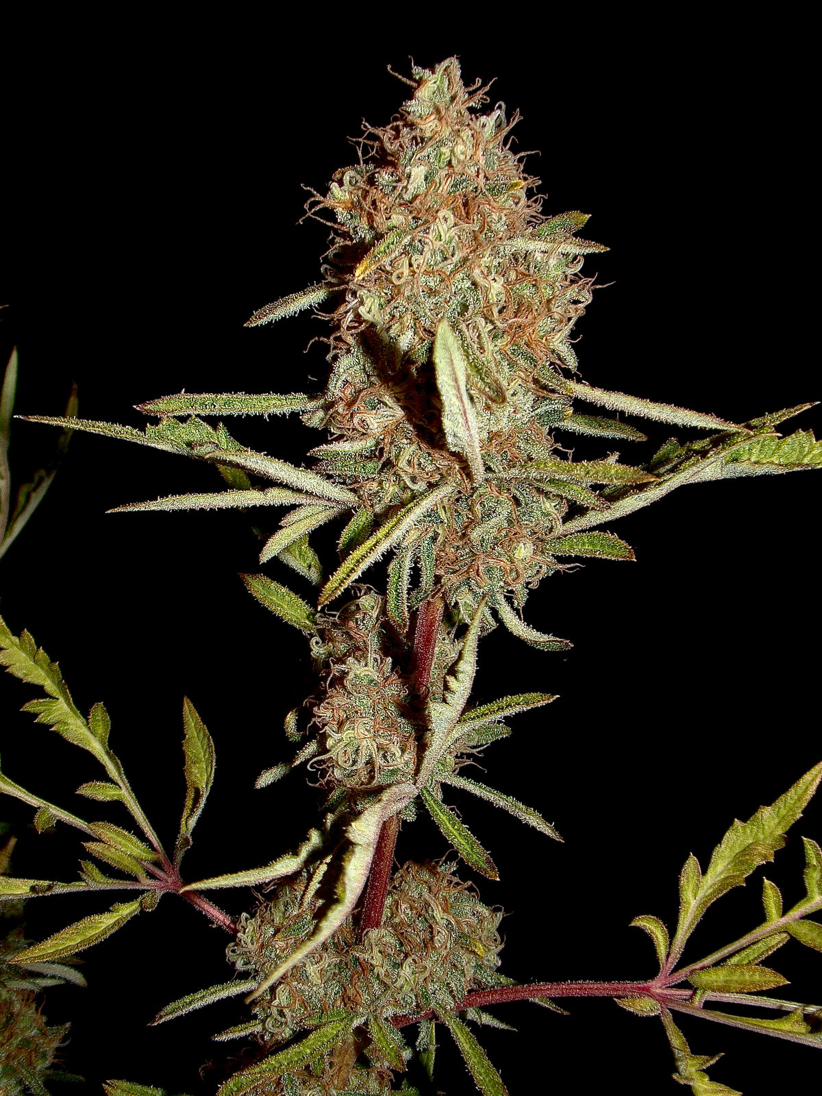 Banana Chem Freak© (Banana Punch Freak x Blueberry Vintage Freak x Mentha de Croco F3 "Fusion Raptor")