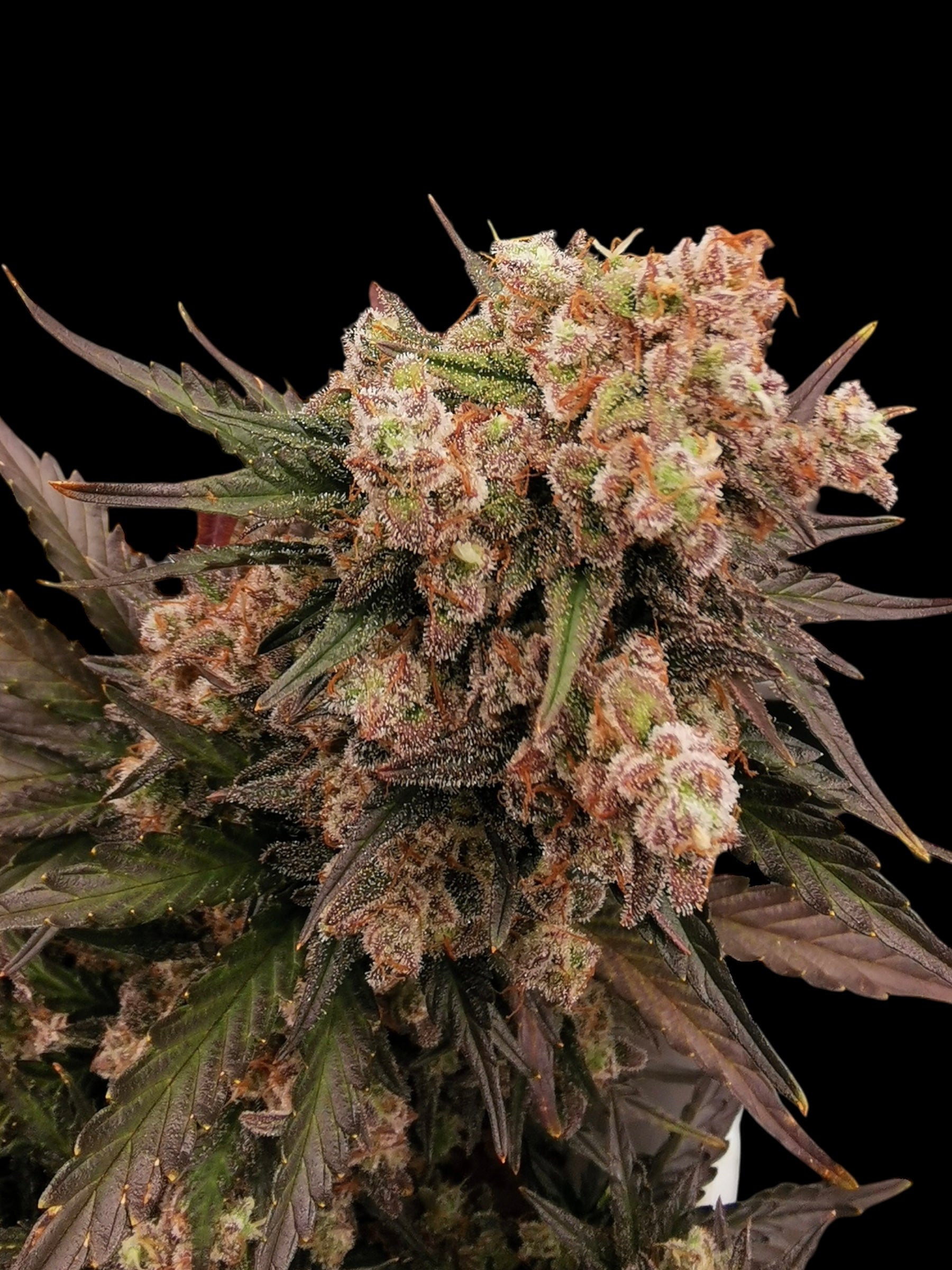 Mentha de Melon© Fem