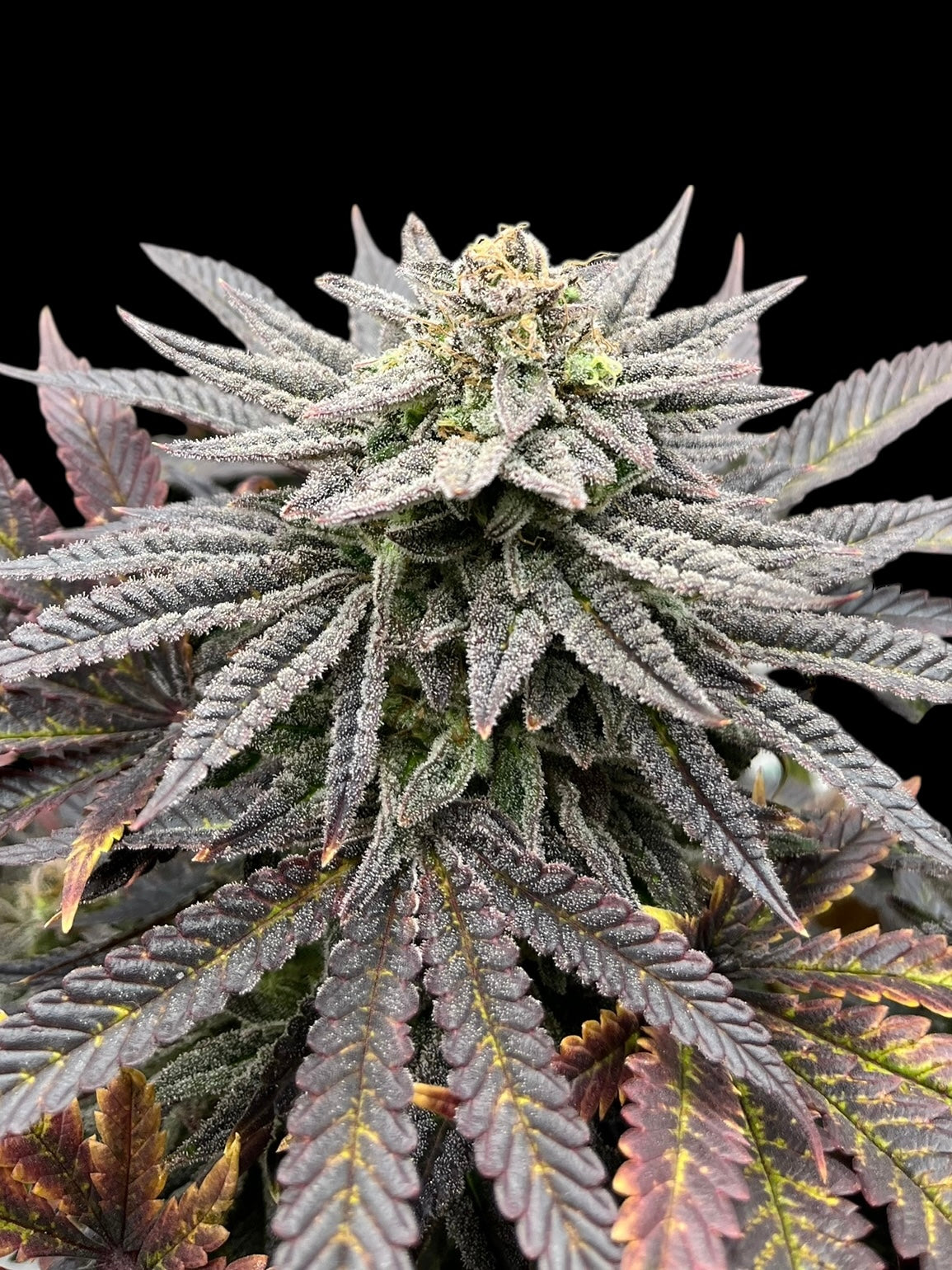 Super Menthol Haze© (Super Lemon Haze x Mentha de Croco Bx1 Fern)