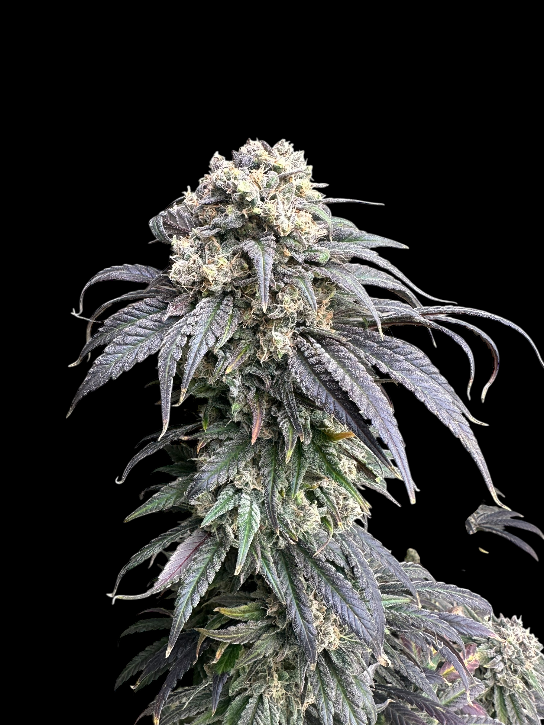 Zacatecas Skunk© Semi F1 Reg