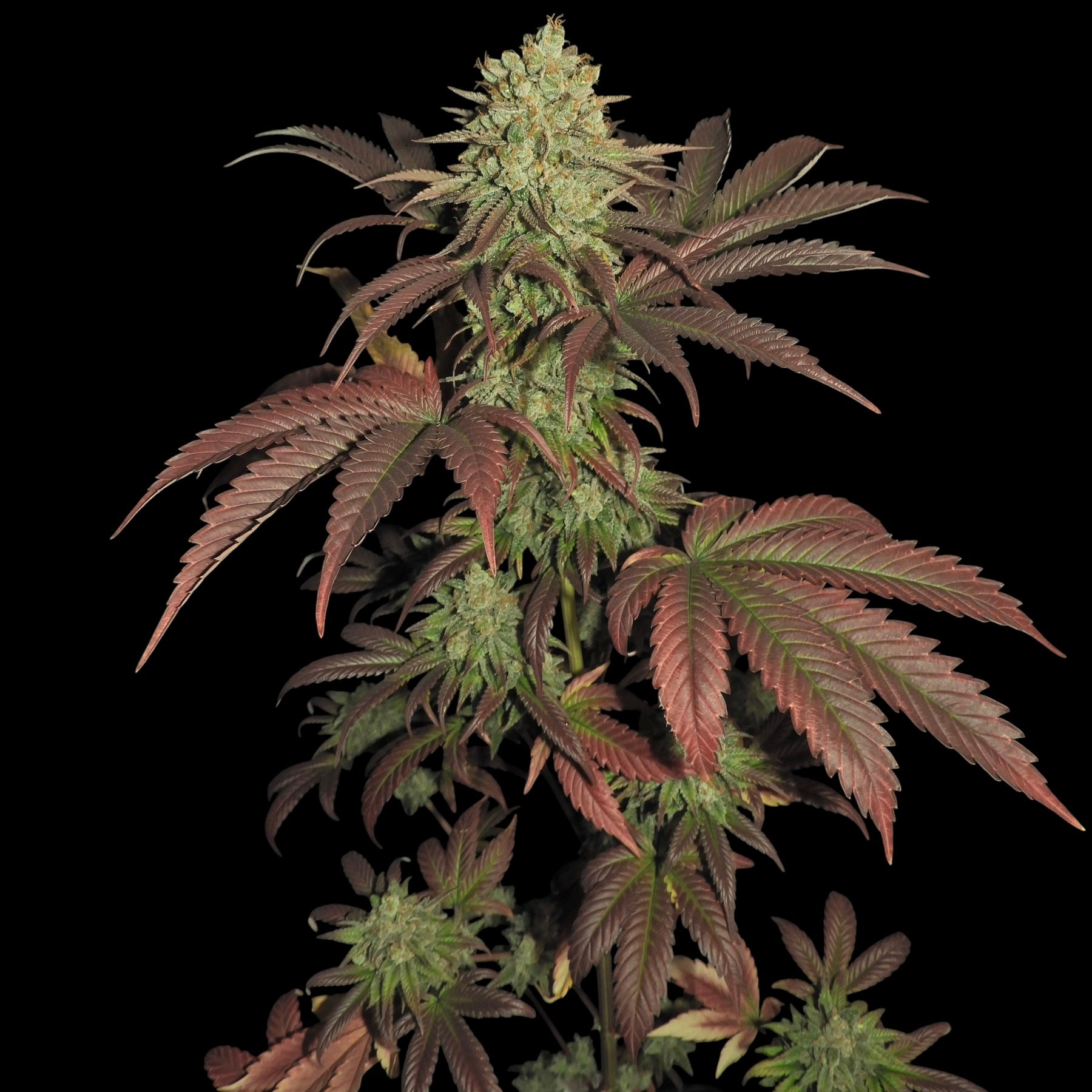 Haze D’Lux© Fem *LIMITED*