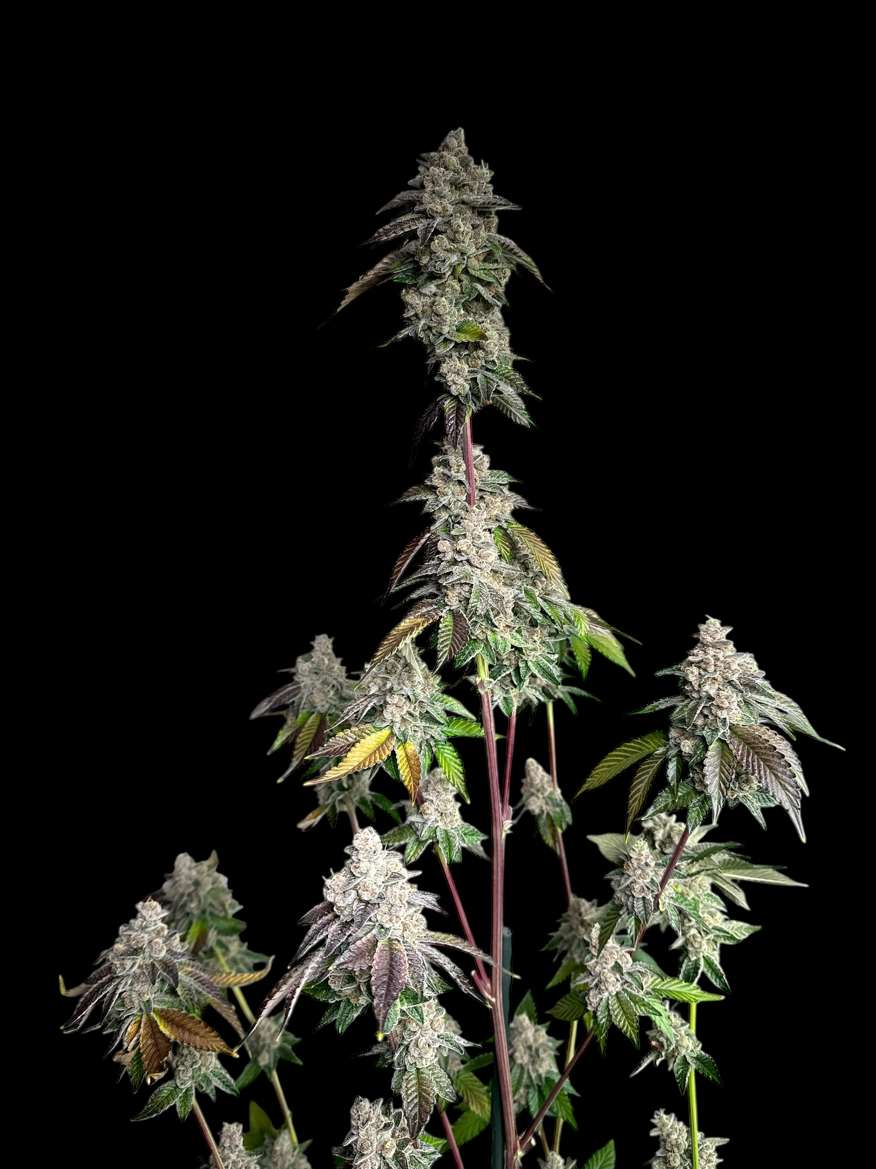 Mandarin Squeeze© (Forbidden Fruit Cake x Old Widow 90’s)