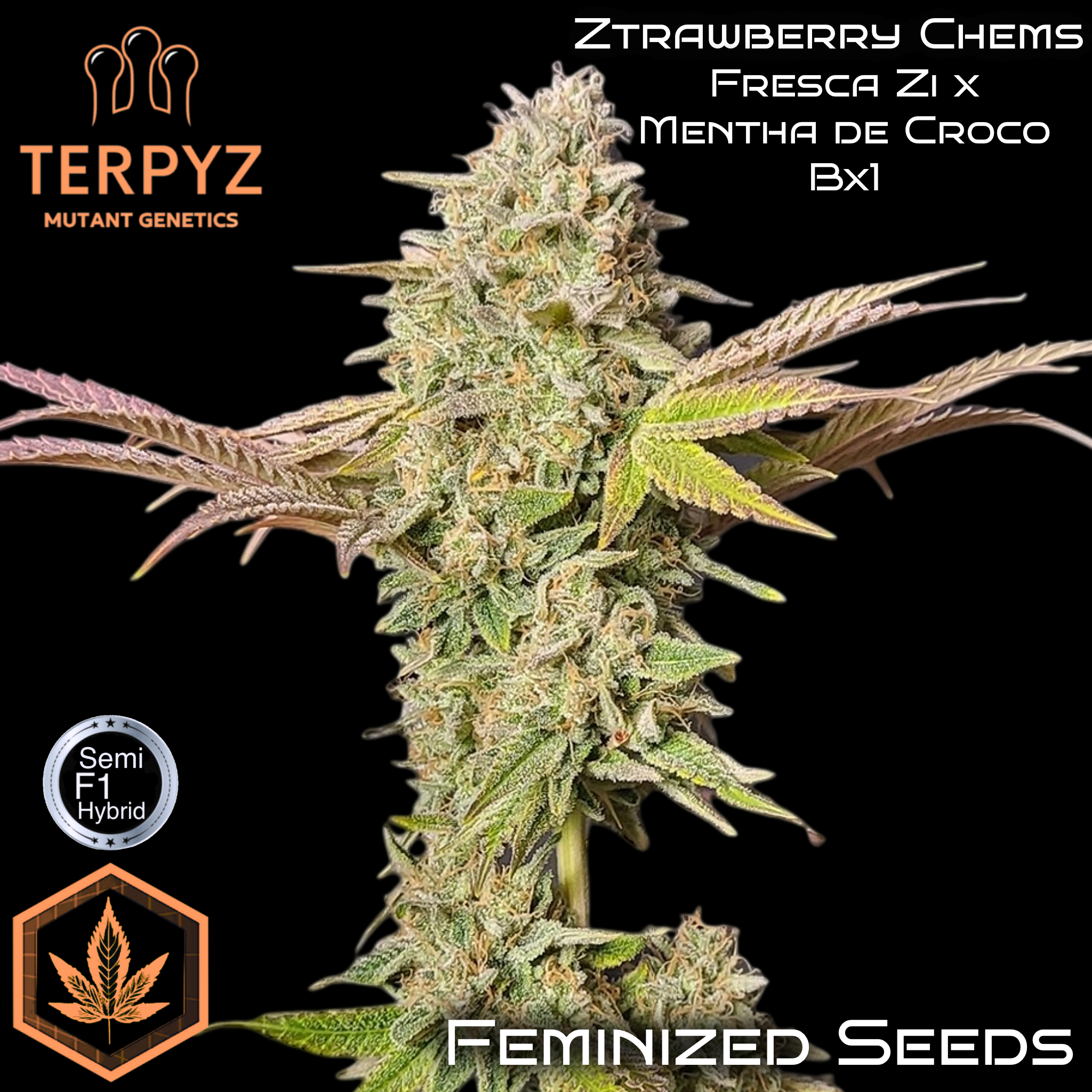 ZTRAWBERRY CHEMS© Fem *LIMITED*