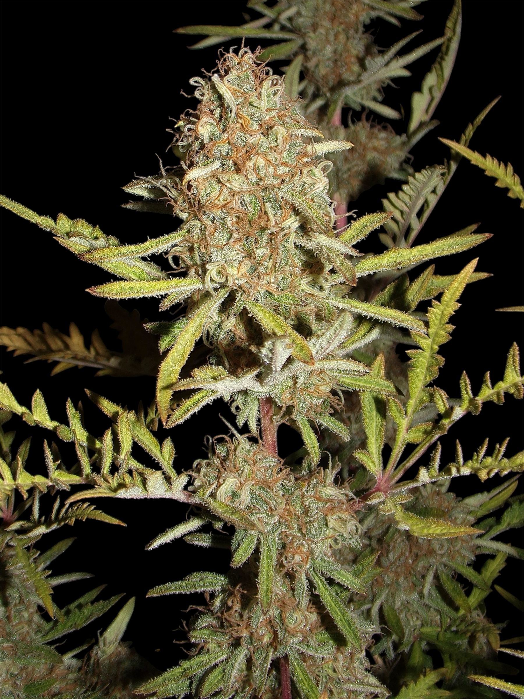 Banana Chem Freak© Fern-Type Reg