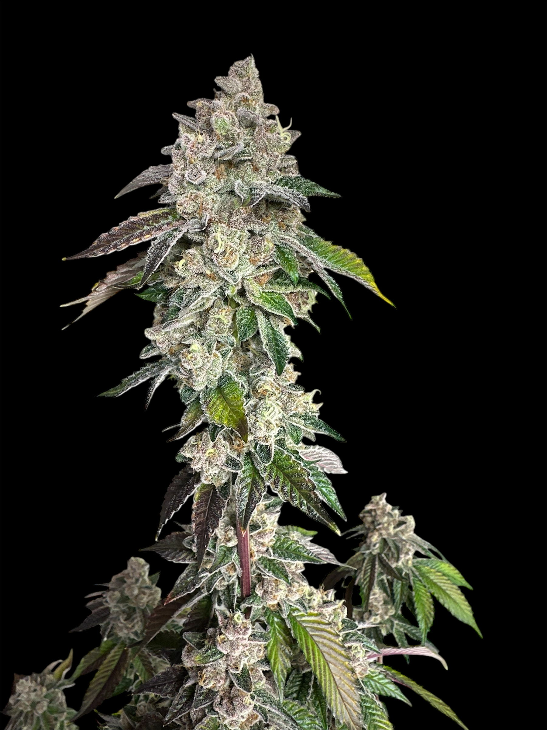 Mandarin Squeeze© (Forbidden Fruit Cake x Old Widow 90’s)