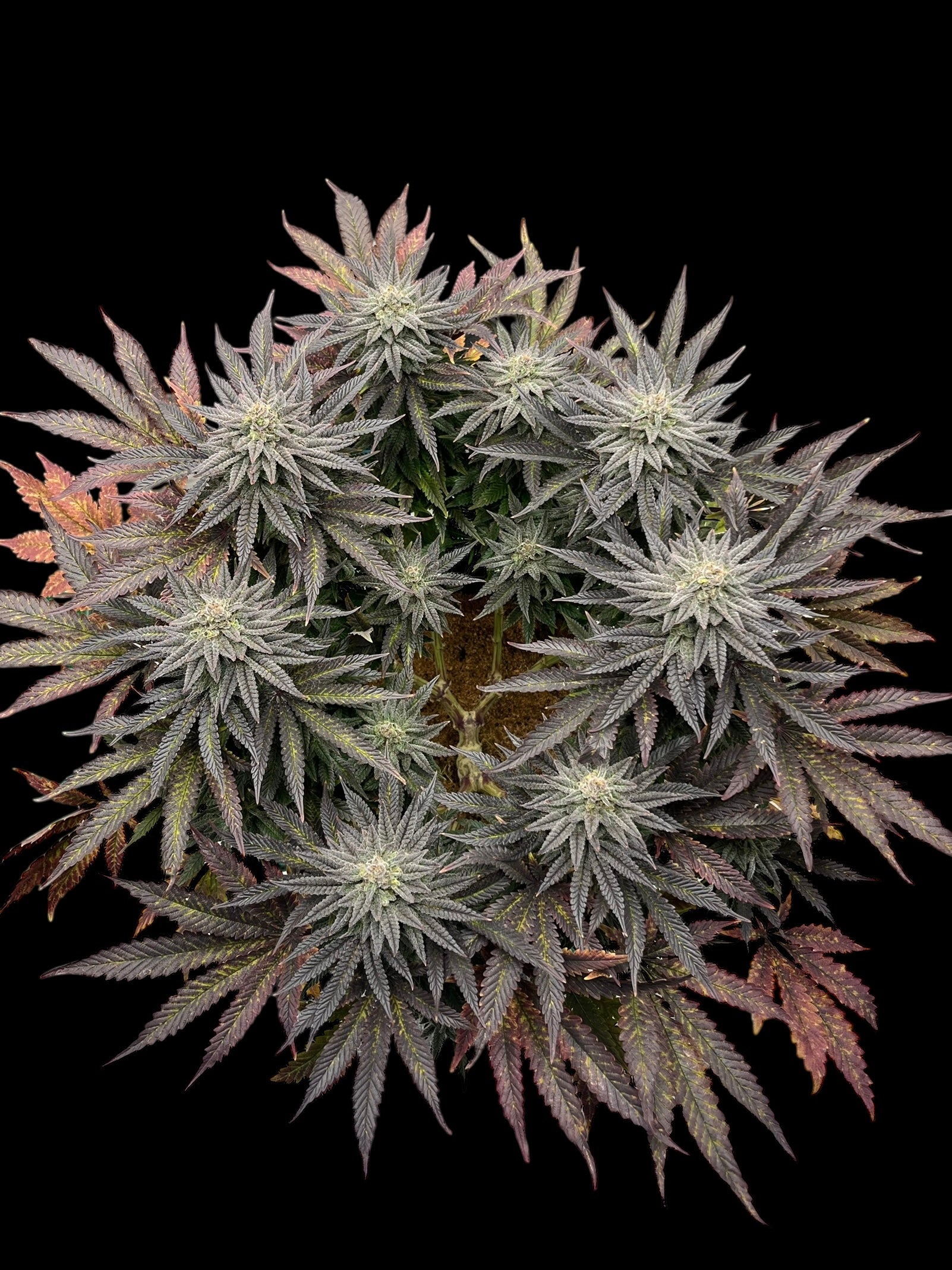 Super Menthol Haze© Fem