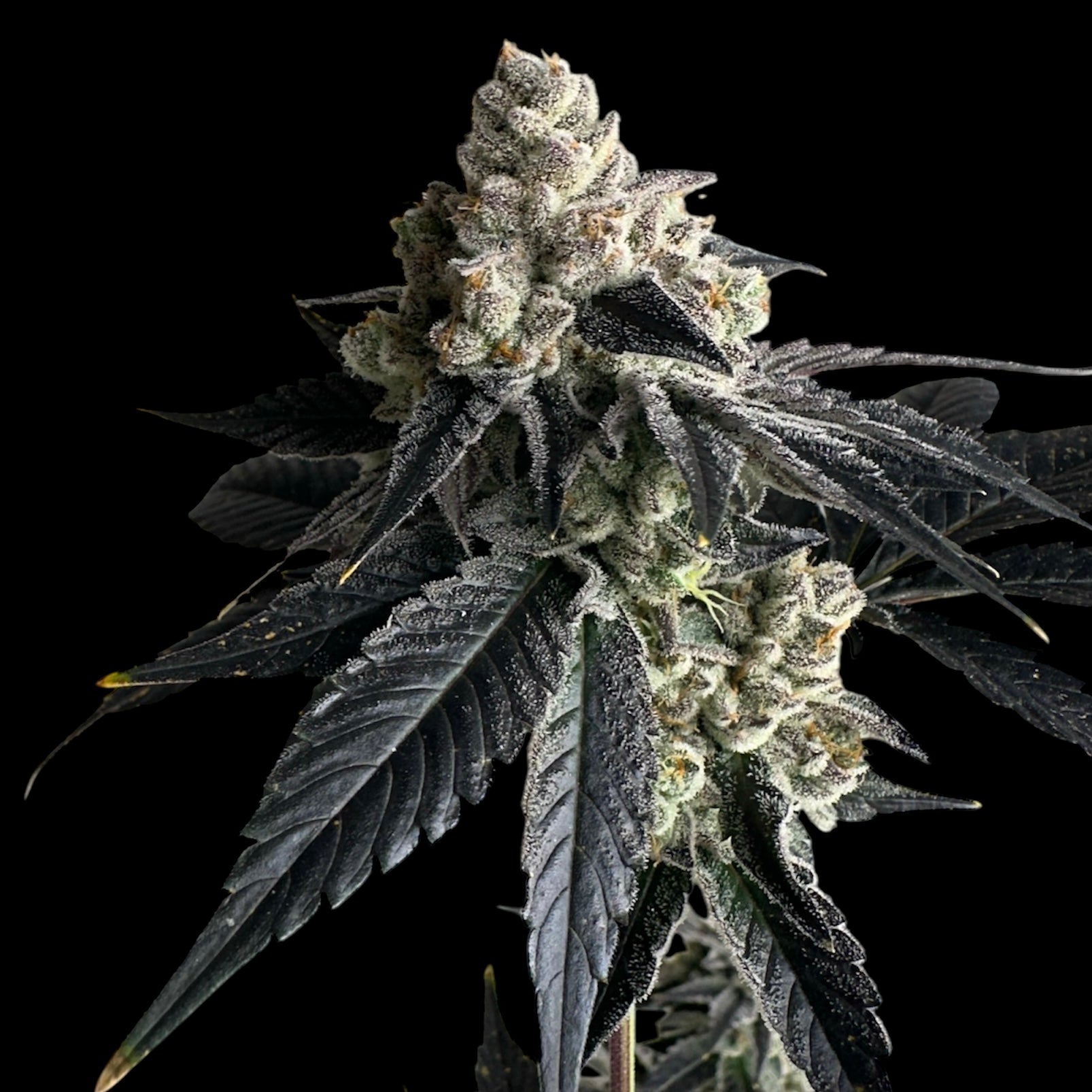 Vanilla Noir© Fem