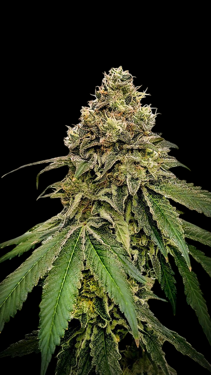 Tropical Spritzer (Tropicana Cherry x Spritzer)