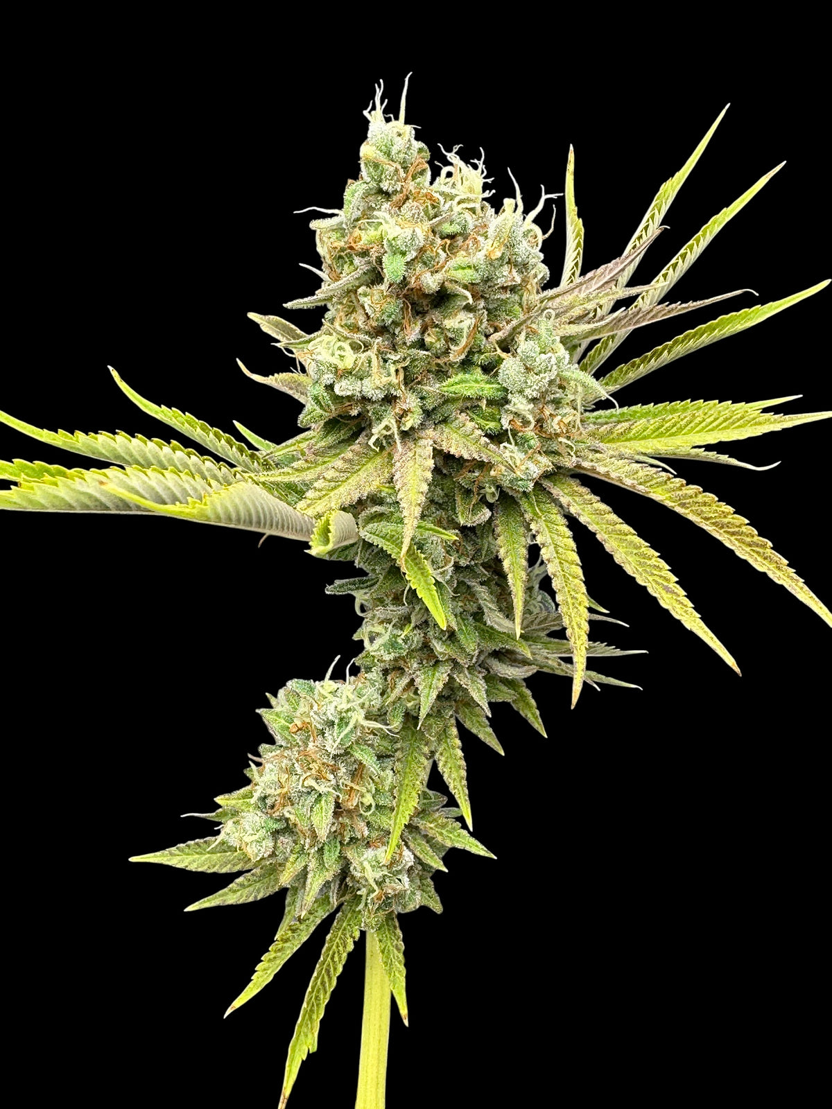 Dirty Sour© (Sour Diesel Bx2 x Mentha de Croco Bx1 Fern)