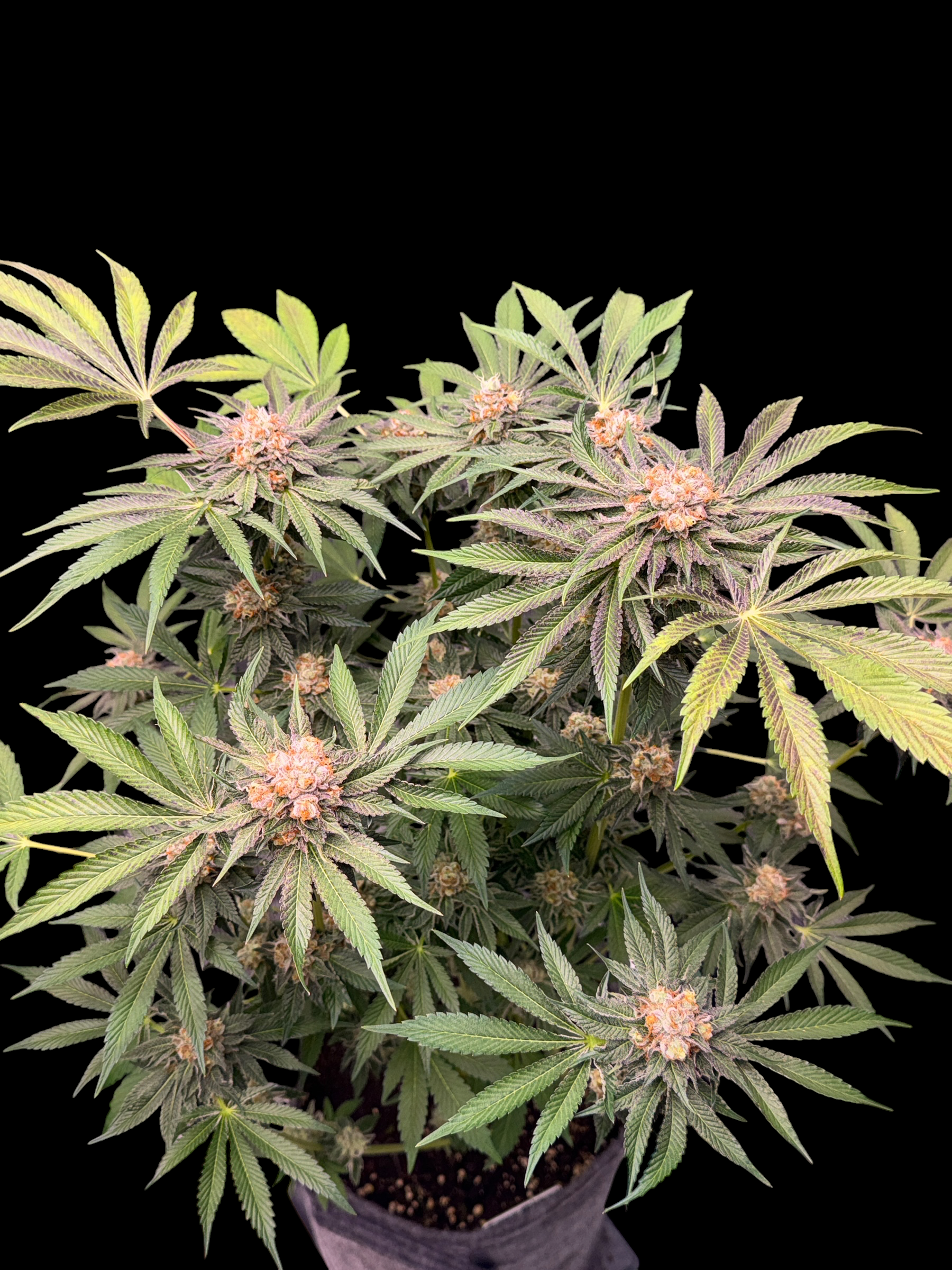 Sour Guava OG