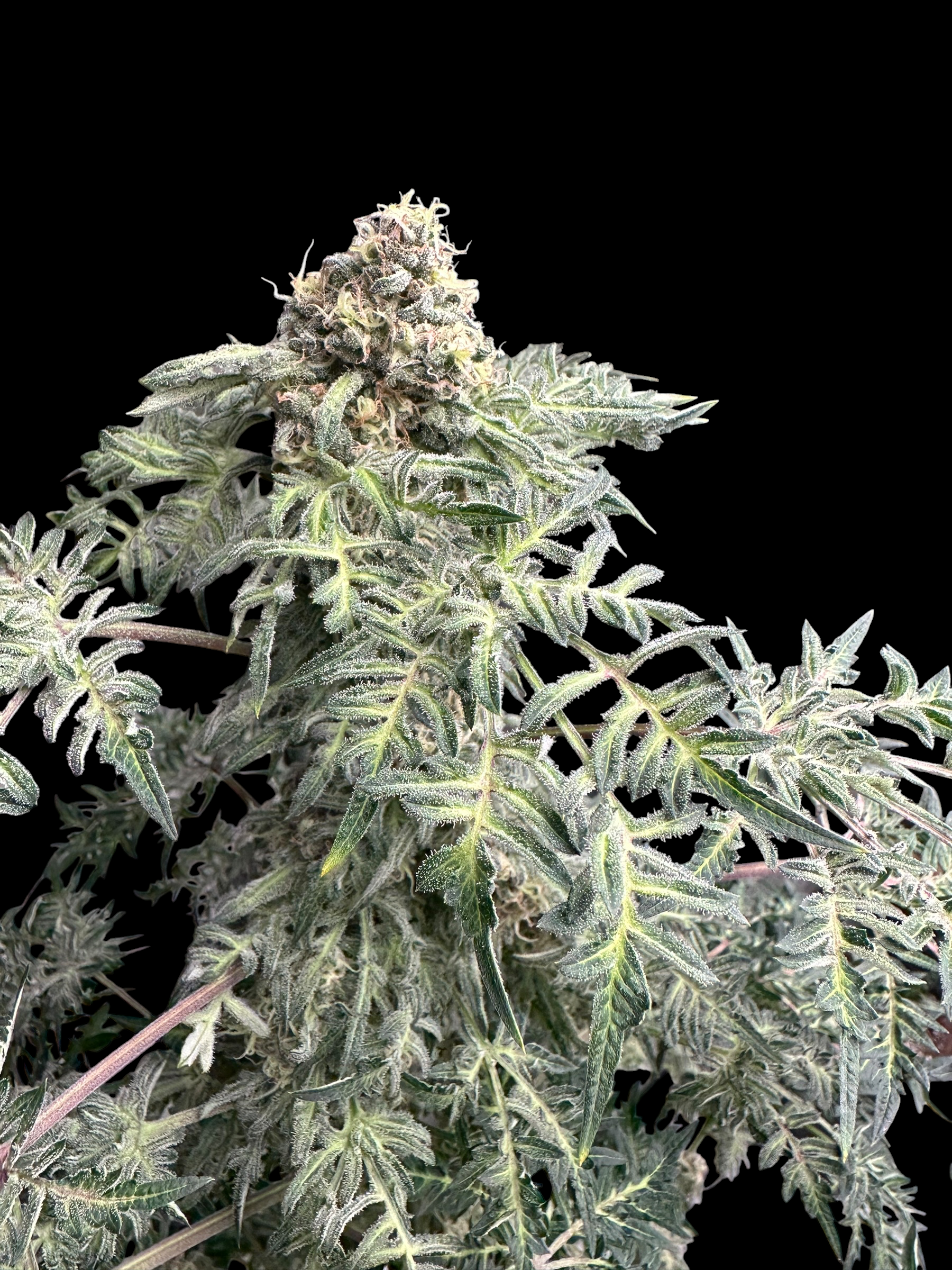 Lavender & Cheese (Shoreline x MDC) F2 x Guava Mezcal "Cheesus Christ Cut")