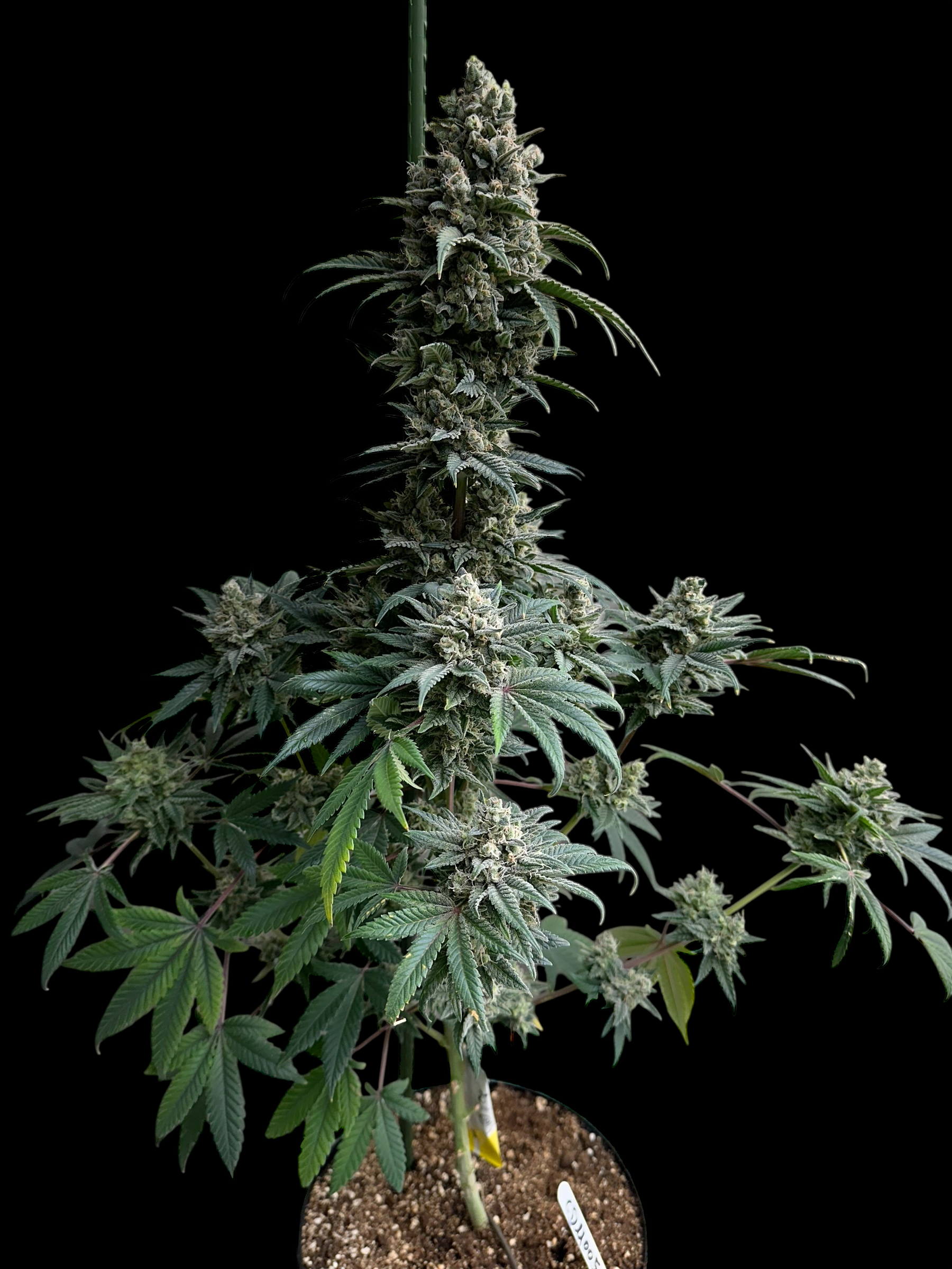 Cheddar Mintz© (Melon Cheddar x Mentha de Croco F1 "Fern-Type")