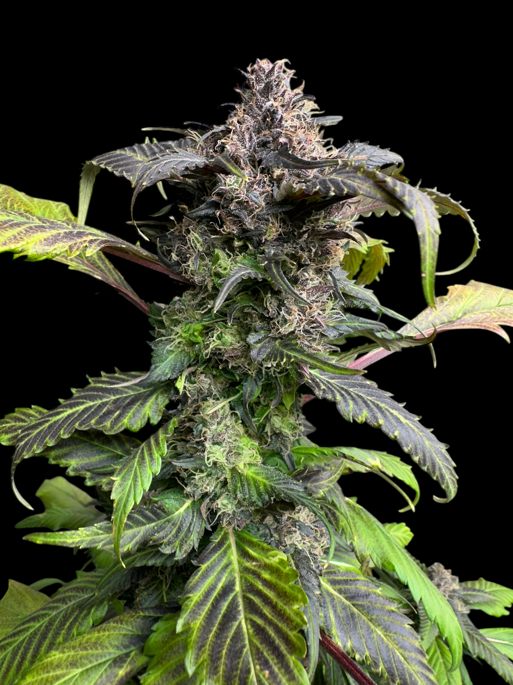 BBQ Cough GPP© (Korean BBQ GPP x (Strawberry Cough x Spicy Temptation GPP)