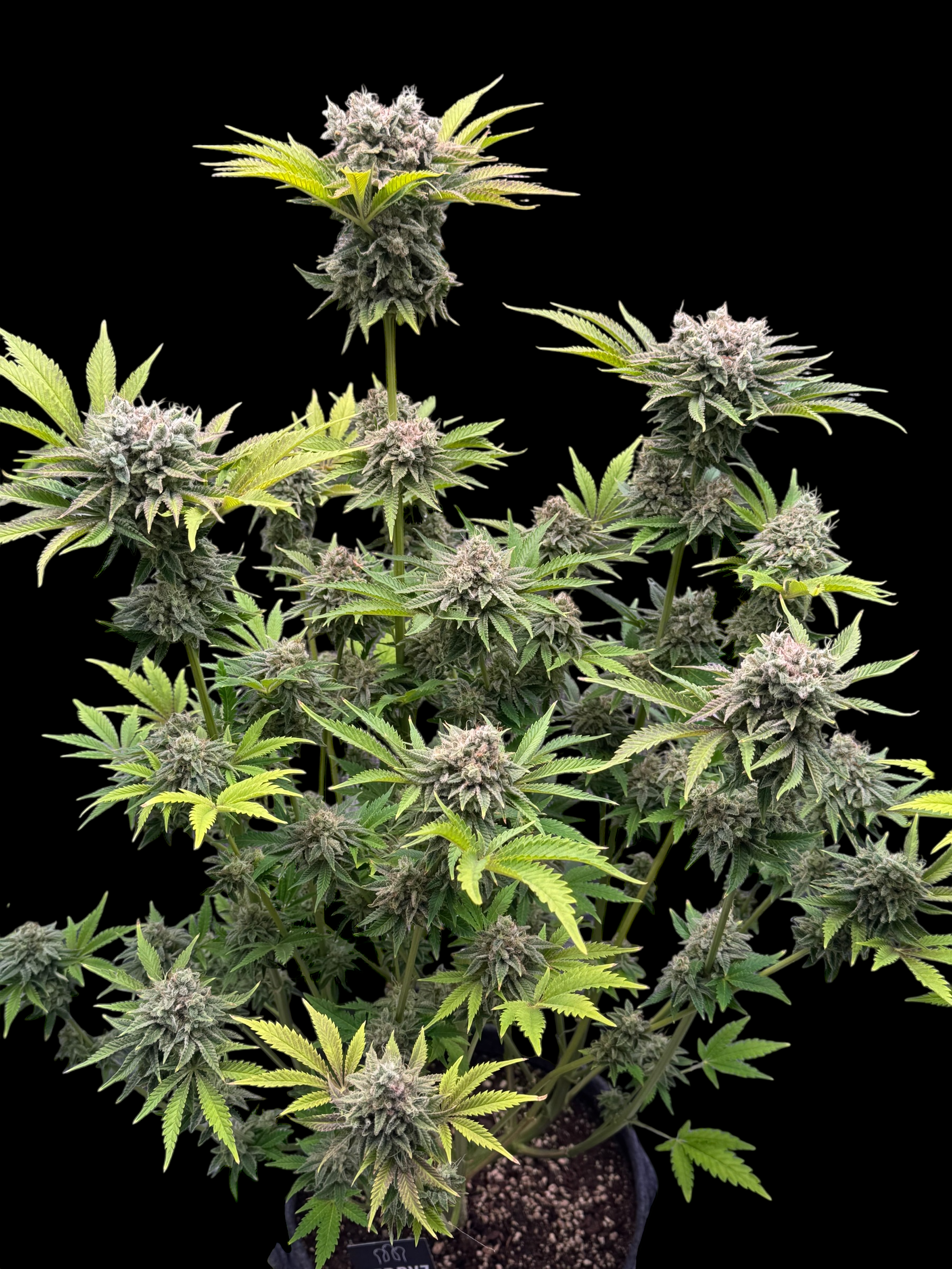 Fruit Trees© (Forbidden Fruit Cake x Mentha de Croco Bx1 Fern)