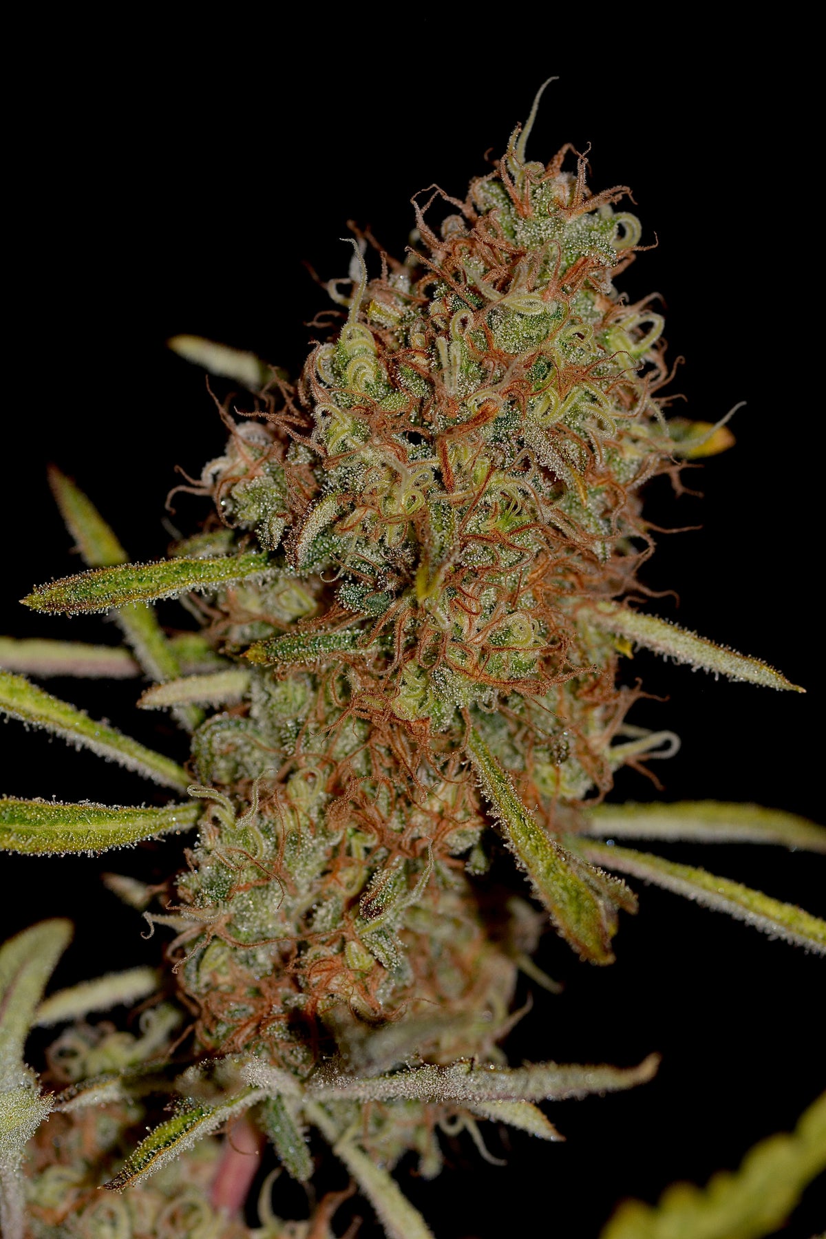 Banana Chem Freak© (Banana Punch Freak x Blueberry Vintage Freak x Mentha de Croco F3 "Fusion Raptor")