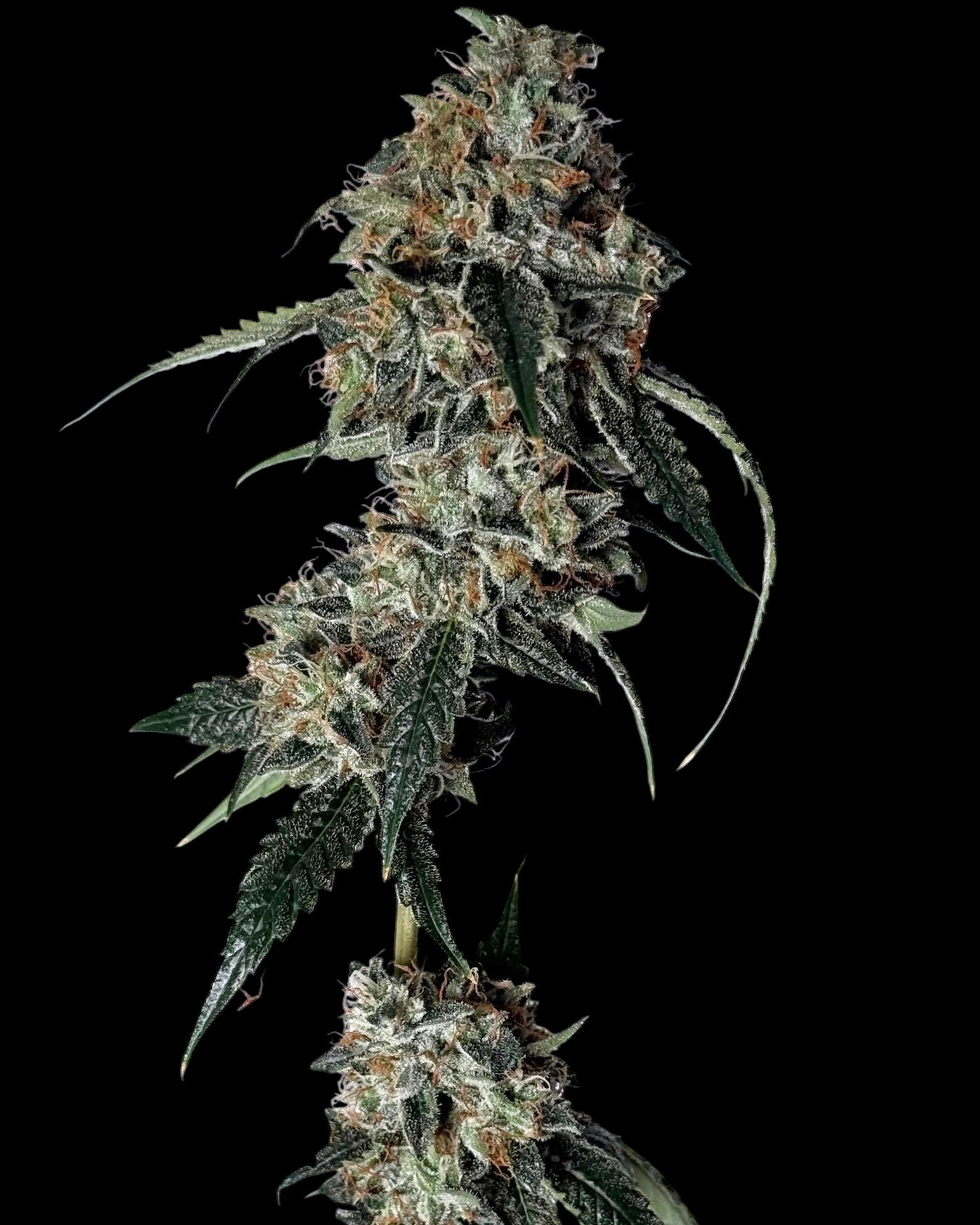 78 Melons (Sour Chem 78 x Sour Melon)