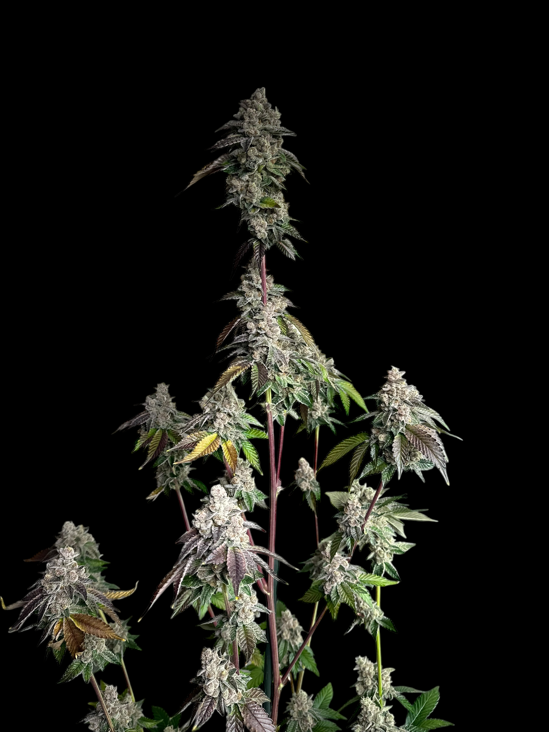 Mandarin Squeeze© (Forbidden Fruit Cake x Old Widow 90’s)