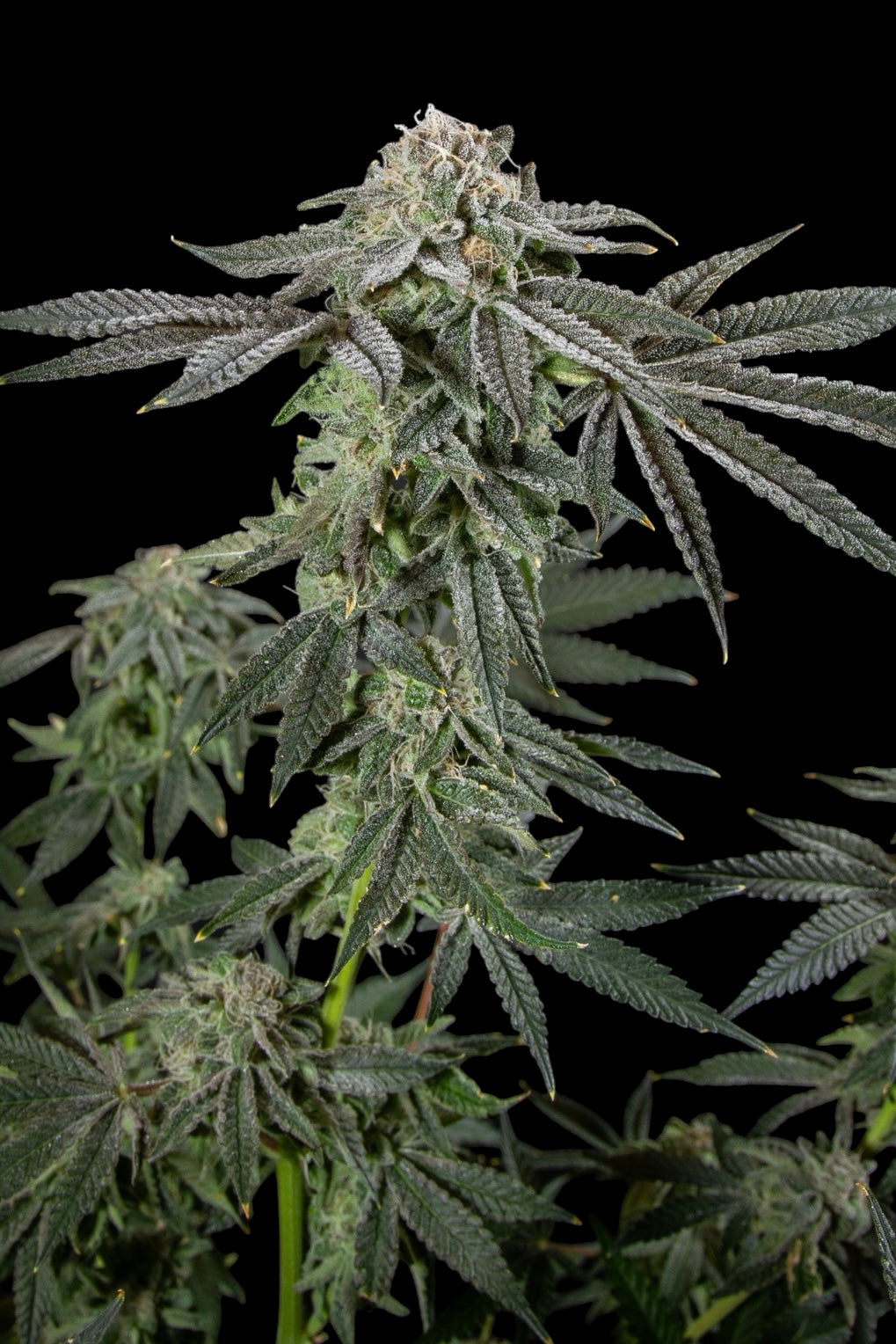 Jackfruit13 (Jack Herer x G13 Haze) x Mentha de Croco Bx1)
