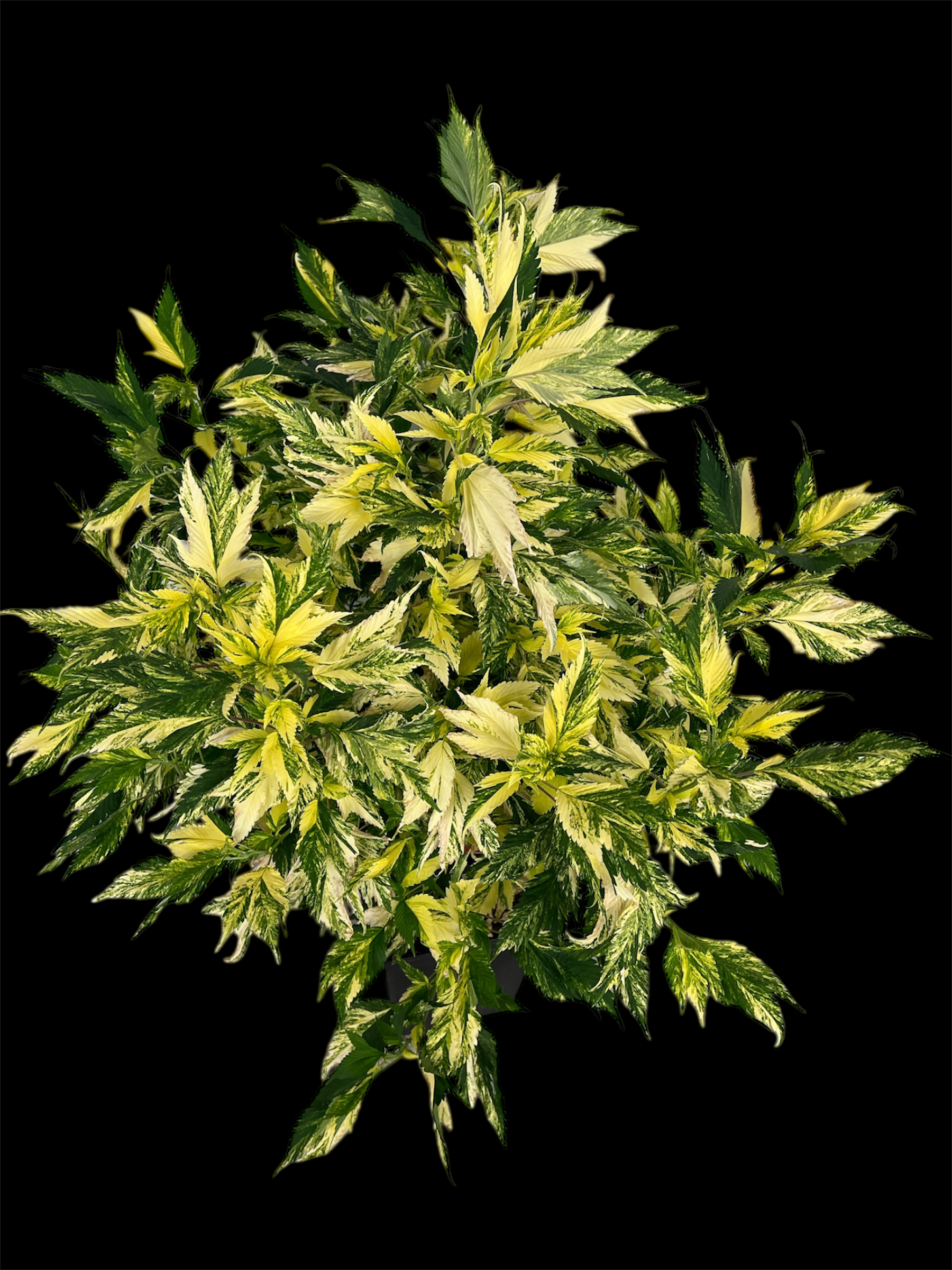 Variegated Sour GPP© (Sour GPP Variegated x (Sour Diesel Bx3 x Spicy Temptation GPP)