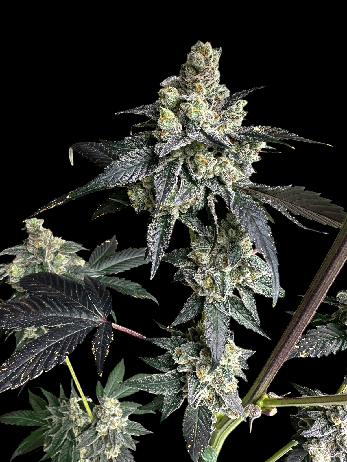 Vanilla Noir© Fem