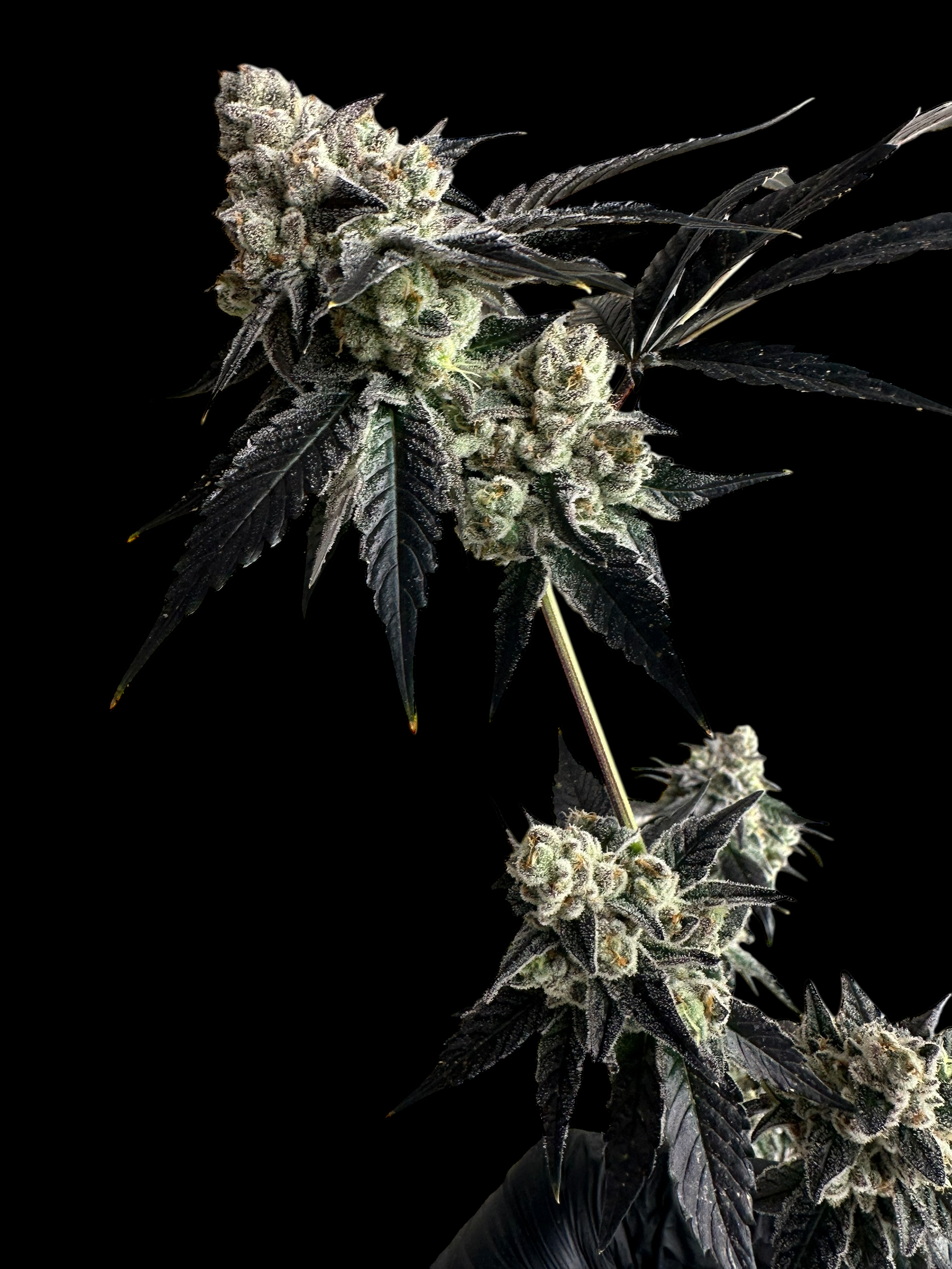 Vanilla Noir© Fem
