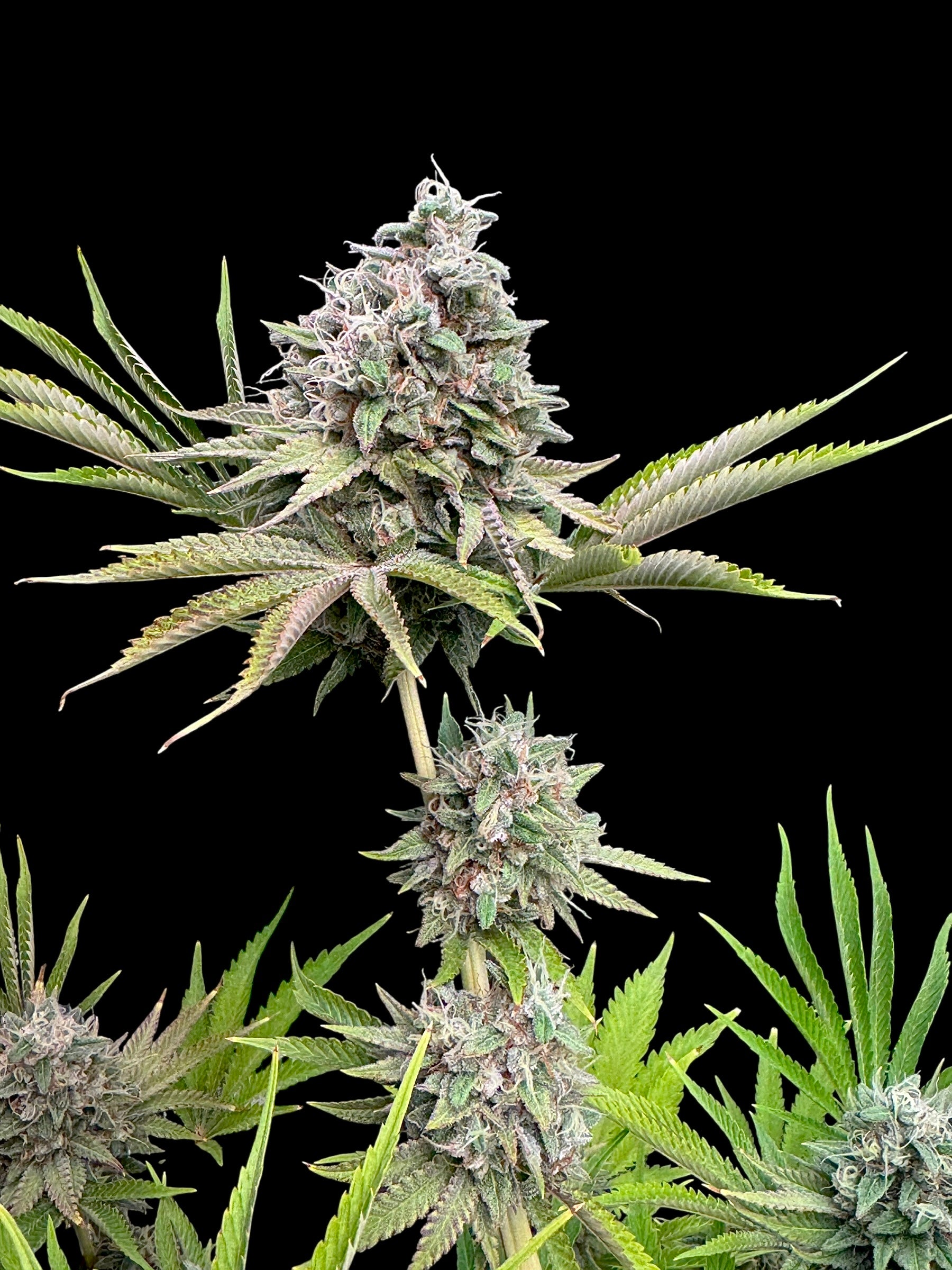 Dirty Sour© Fem *LIMITED*