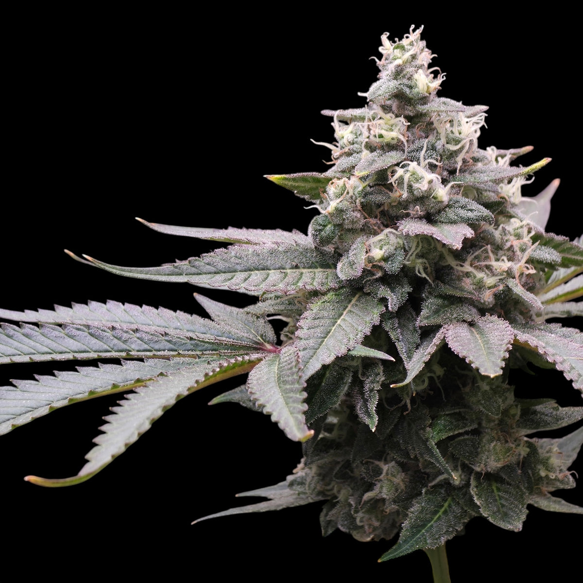 MiZoap© (White Zoap x Mentha de Croco Bx1 Fern)