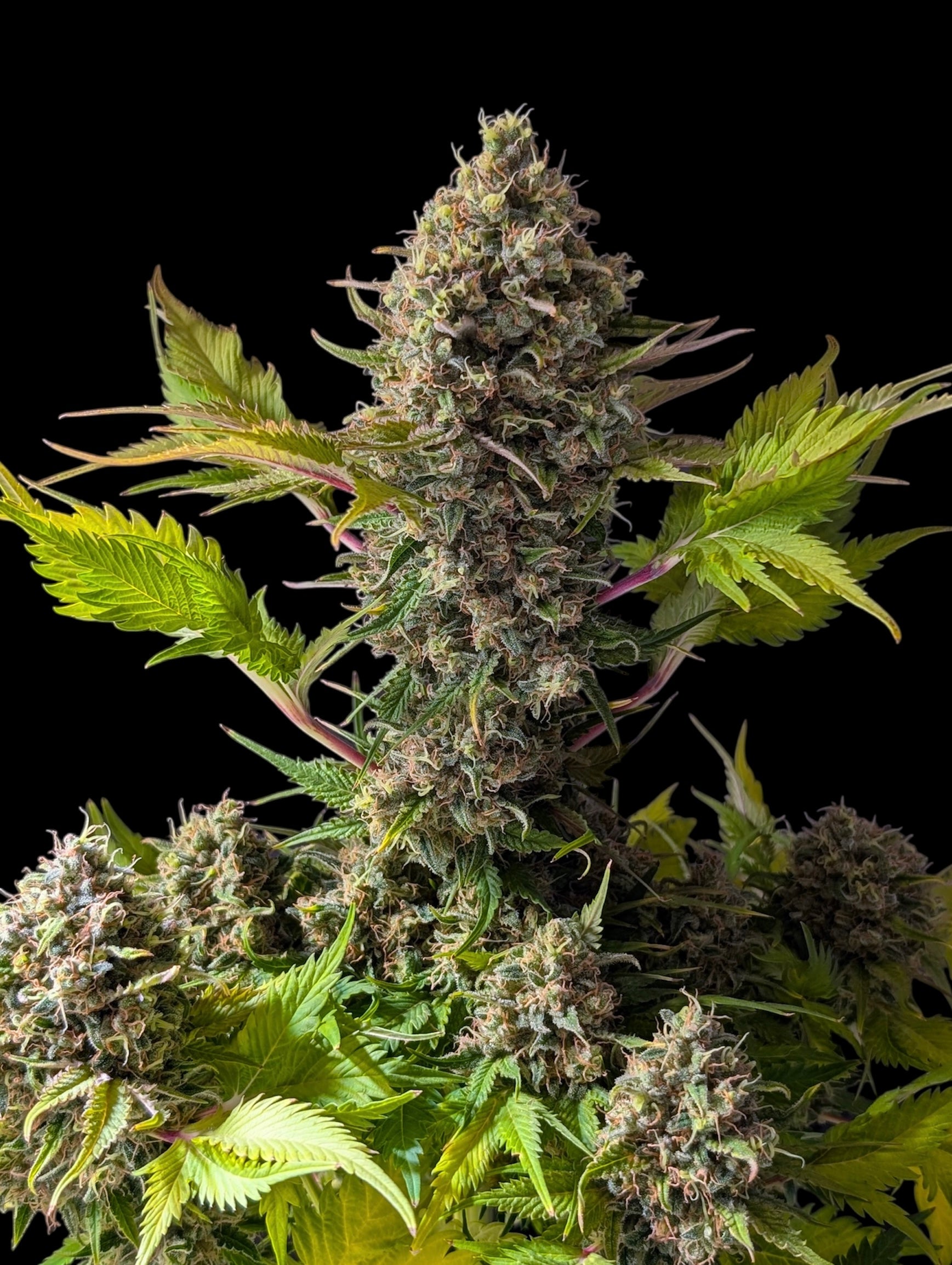 Alien Cheddar Mintz© Mutant Reg