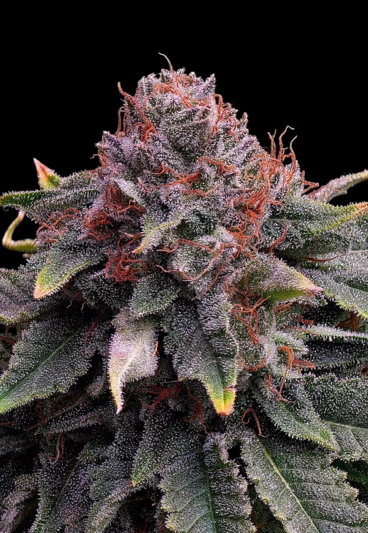 Mentha de Mandarin© Fem