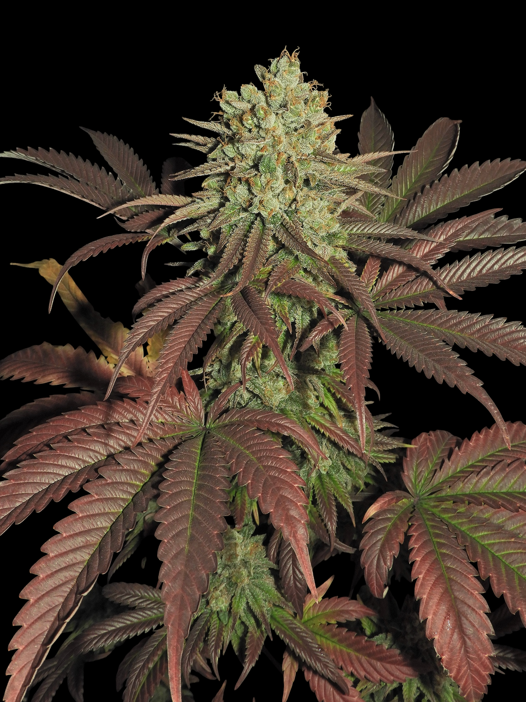 Haze D’Lux© Fem *LIMITED*