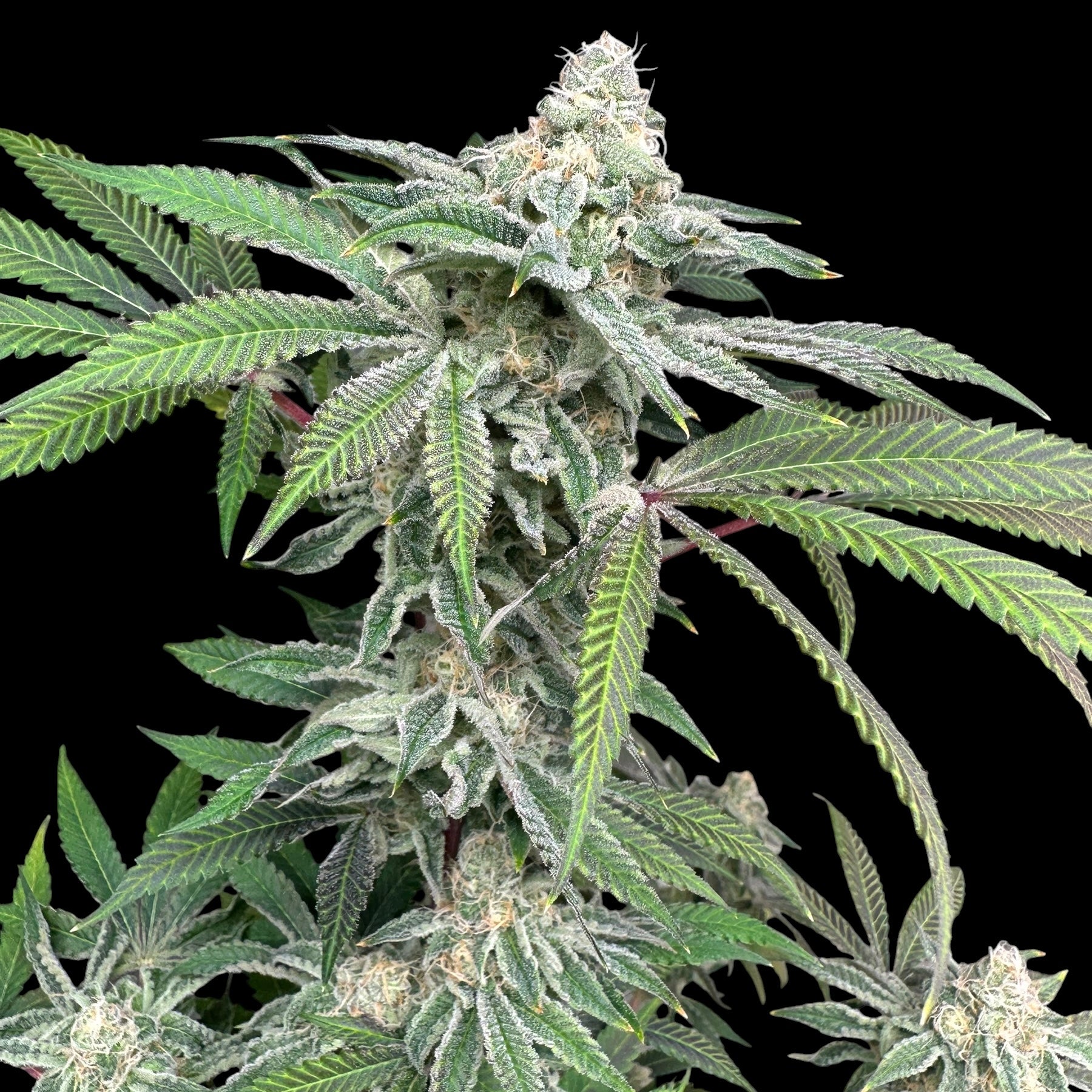 Mentha de Melon© Fem