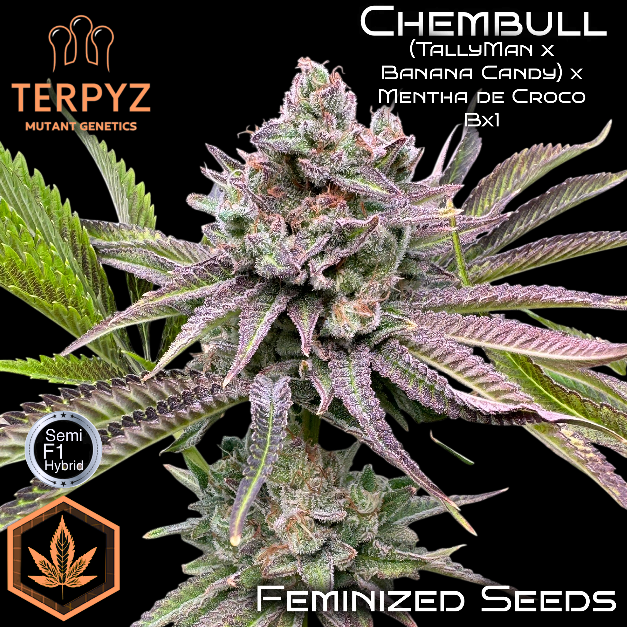 Chembull© Fem *LIMITED*