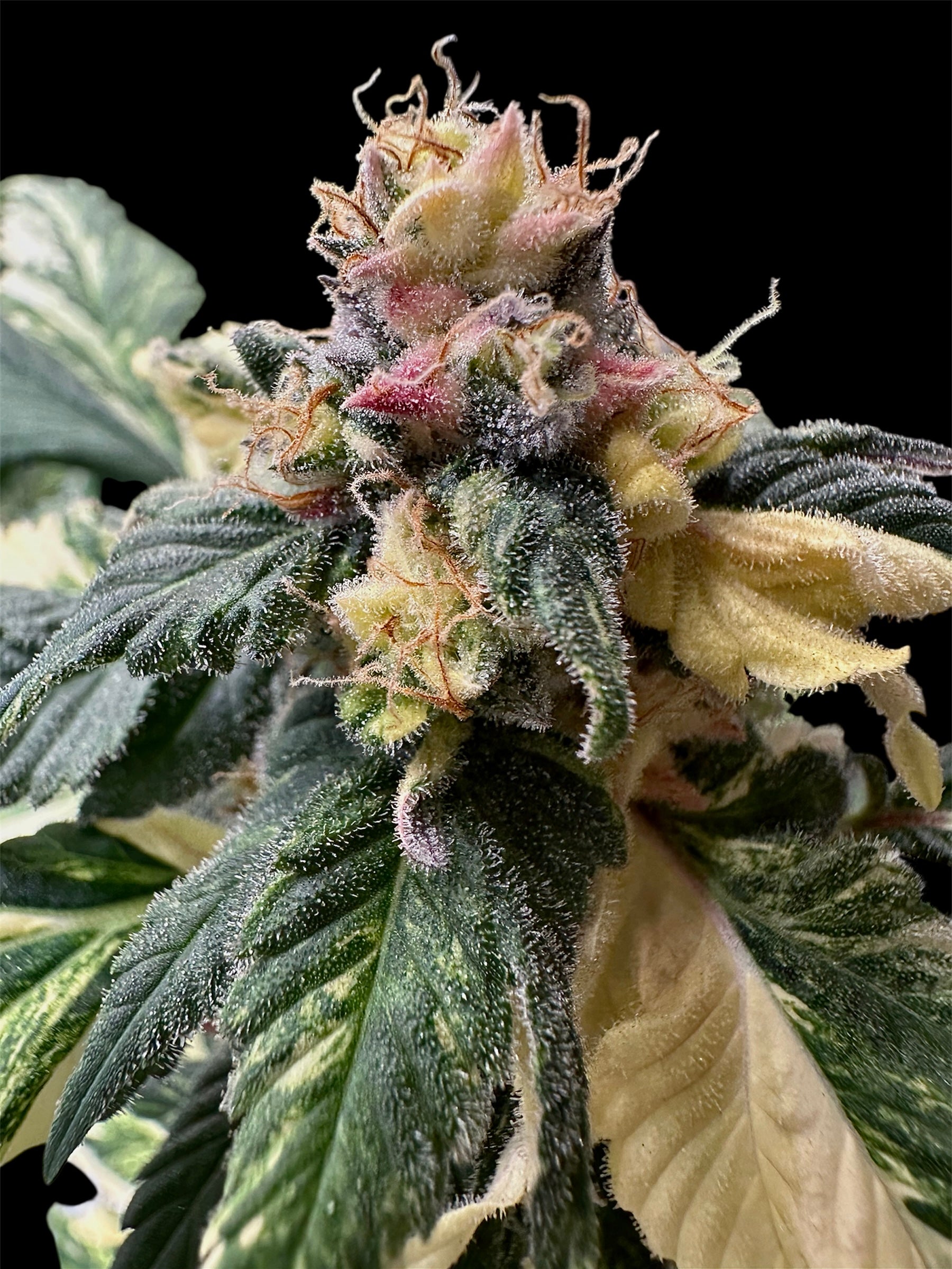 Variegated Sour GPP© Mutant Reg