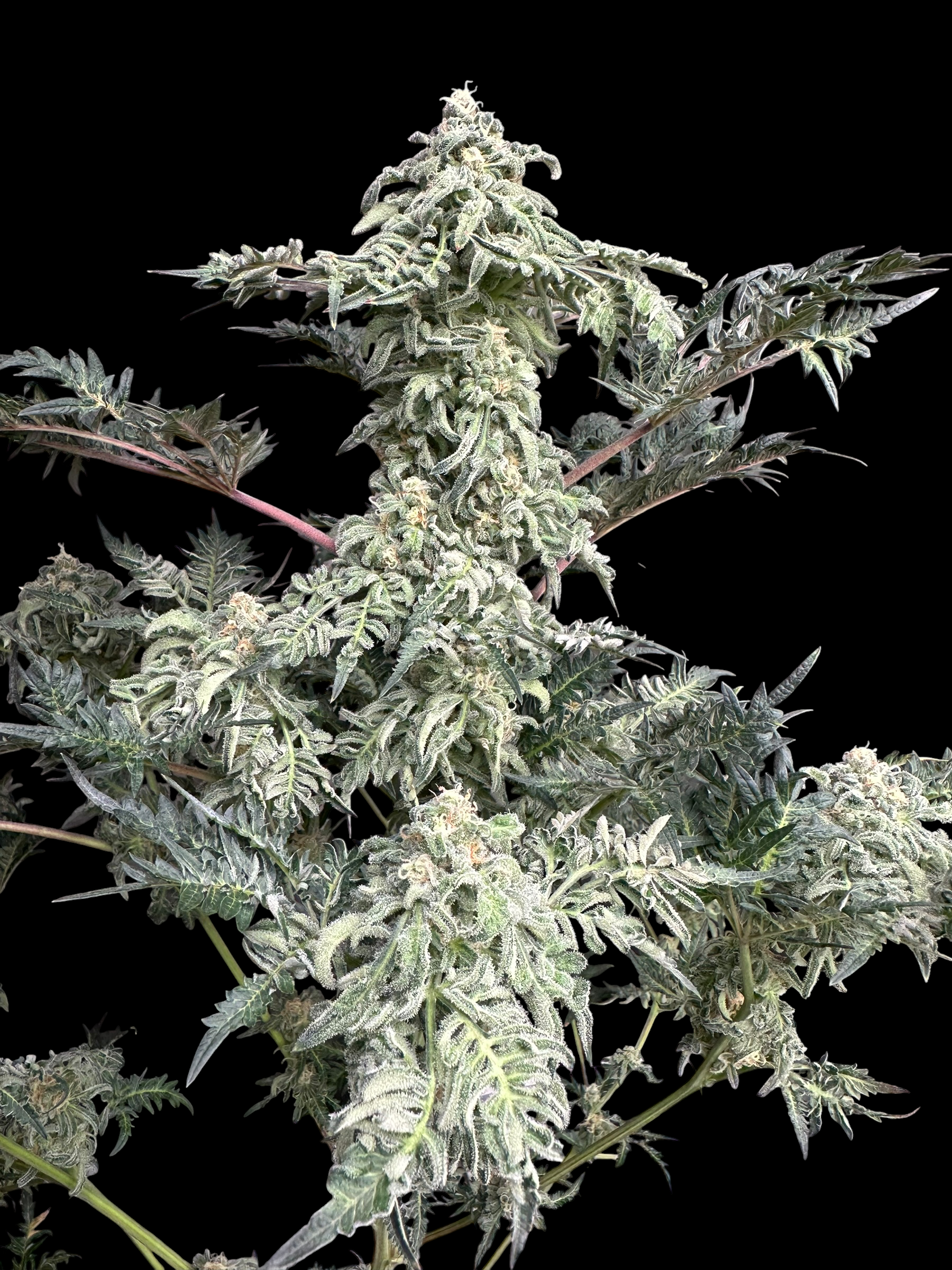 The Reek (Mentha de Kosher x Mentha de Croco Bx1)