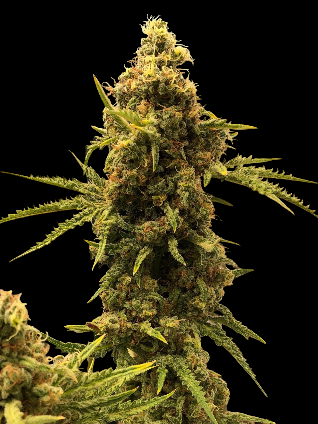 Chem Raptor© (Mentha de Croco #51 F2 × Mentha de Croco "Fusion Raptor F3")