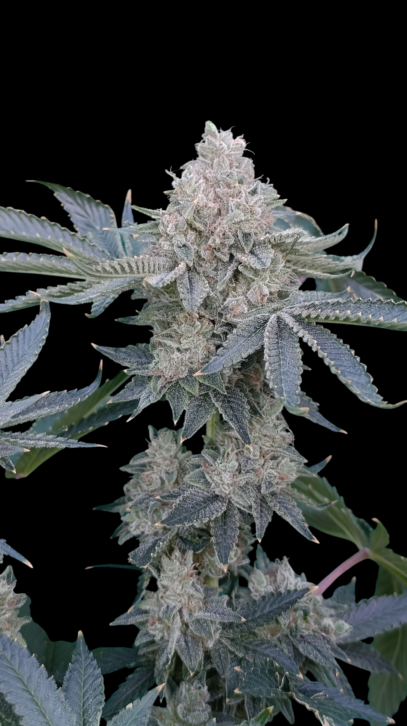 GokuZ OG